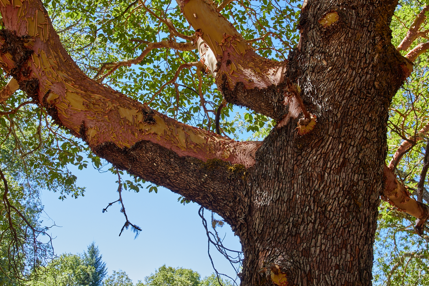 A careful and deep study of the natural world and its energetic patterns reveals many hidden secrets. Madrone teaches us to shed our old skin so that our new selves can emerge. © Scott Kloos. 2015. All Rights Reserved.