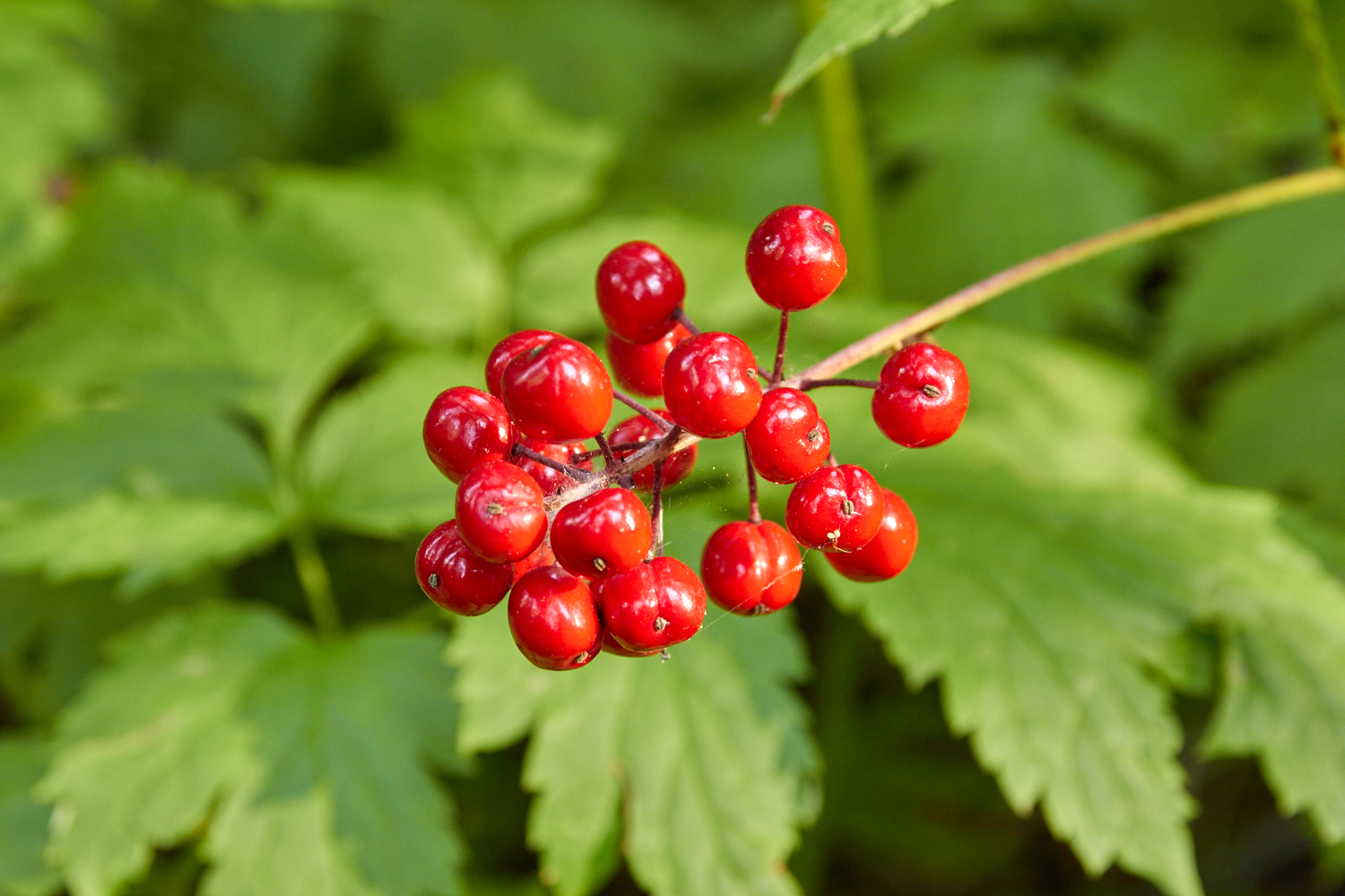 Baneberry’s enticing but toxic berries live up to their name, but the roots and leaves are safe to consume. © Scott Kloos. 2015. All Rights Reserved.