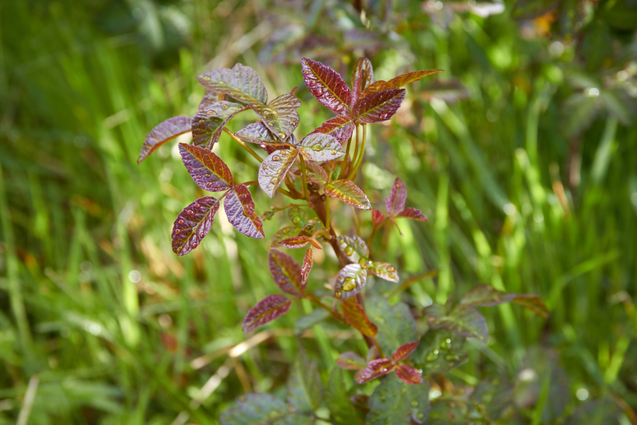 The irritating oil urushiol, present in all parts of the poison oak plant, can cause severe rashes in some people. © Scott Kloos. 2015. All Rights Reserved.