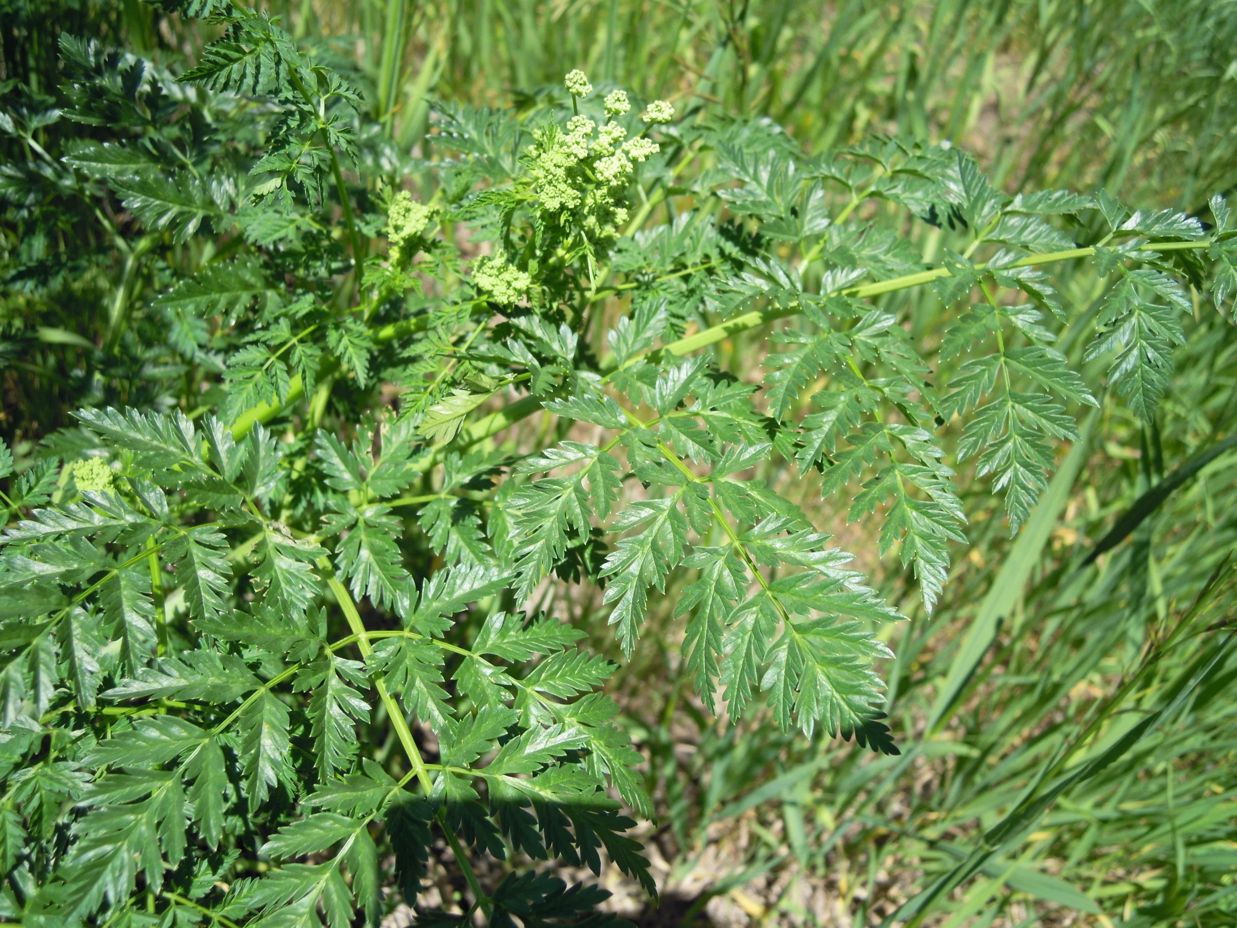 Poison hemlock Conium maculatum . Courtesy of Robyn Klein. Used with permission.
