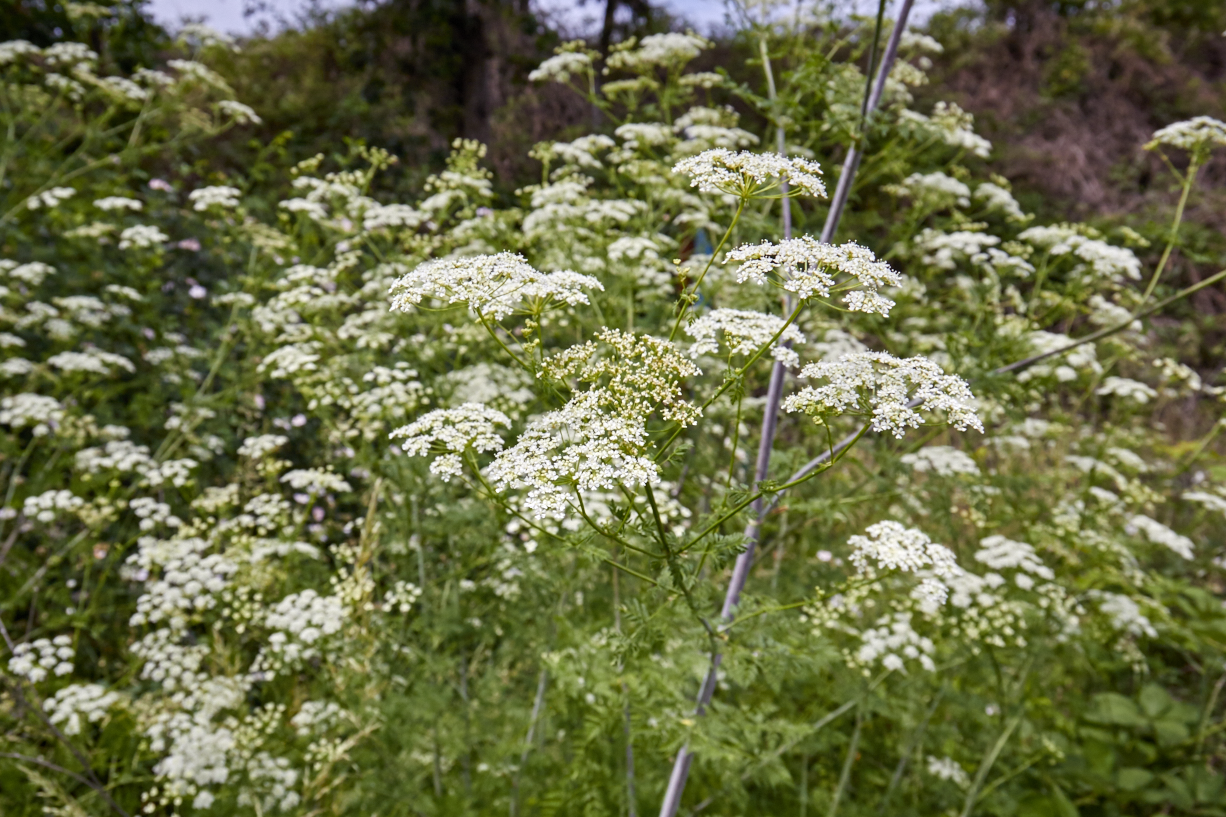 The lacy foliage and white, small-flowered umbels of purple-stalked poison hemlock look similar to other members of the parsley family. © Scott Kloos. 2015. All Rights Reserved.