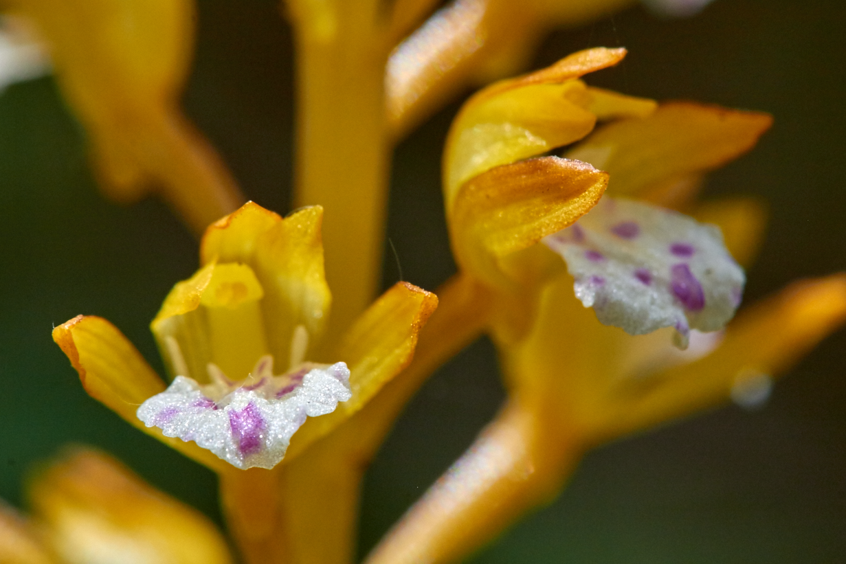 Western Spotted Coralroot ( Corallorhiza maculata var. occidentalis ), one of the Pacific Northwest's tiny-flowered orchids, should never be harvested from the wild.
