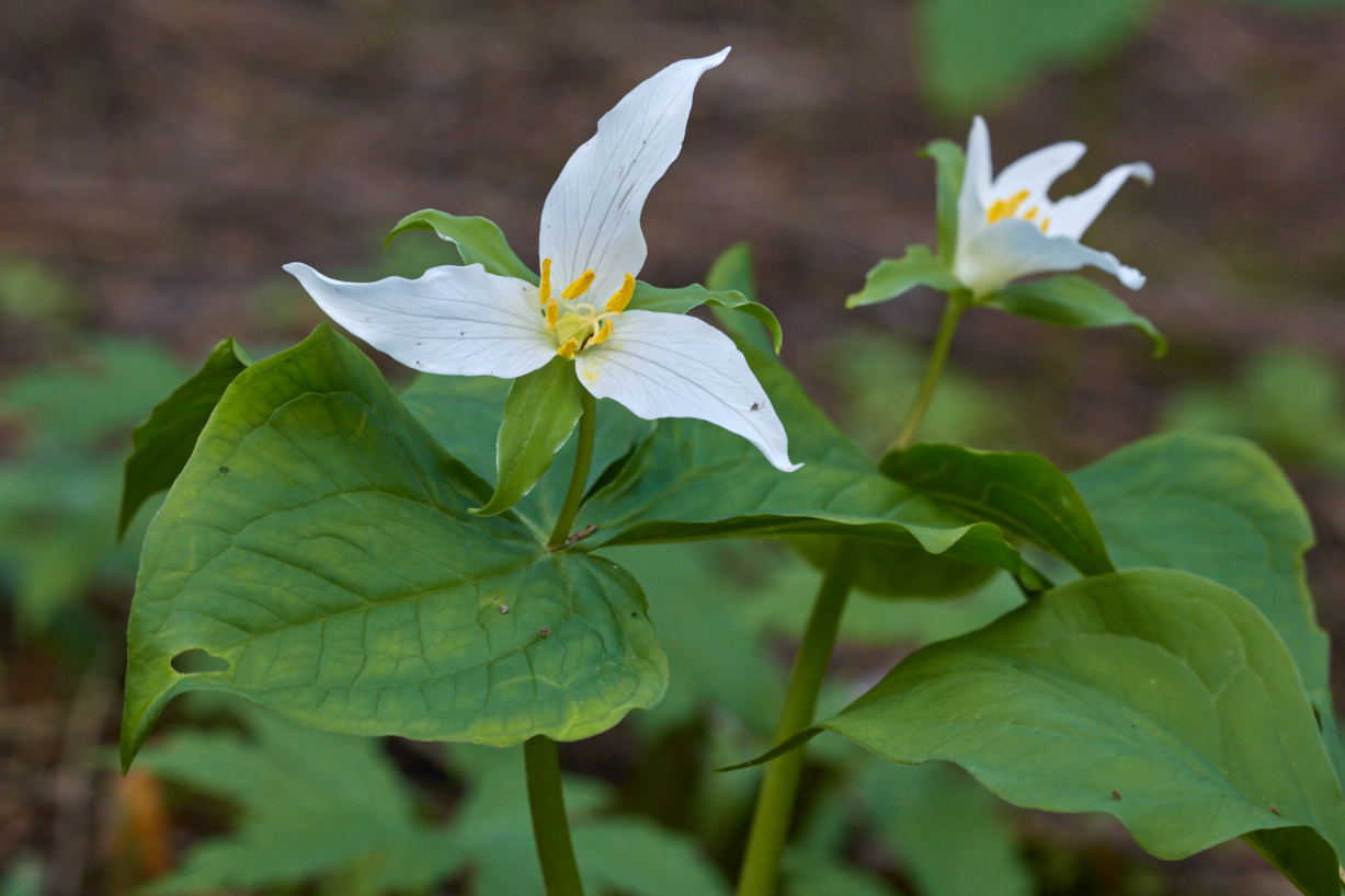 Because western trilliums grow so slowly, it is not ethical or sustainable to harvest the roots. © Scott Kloos. 2015. All Rights Reserved.