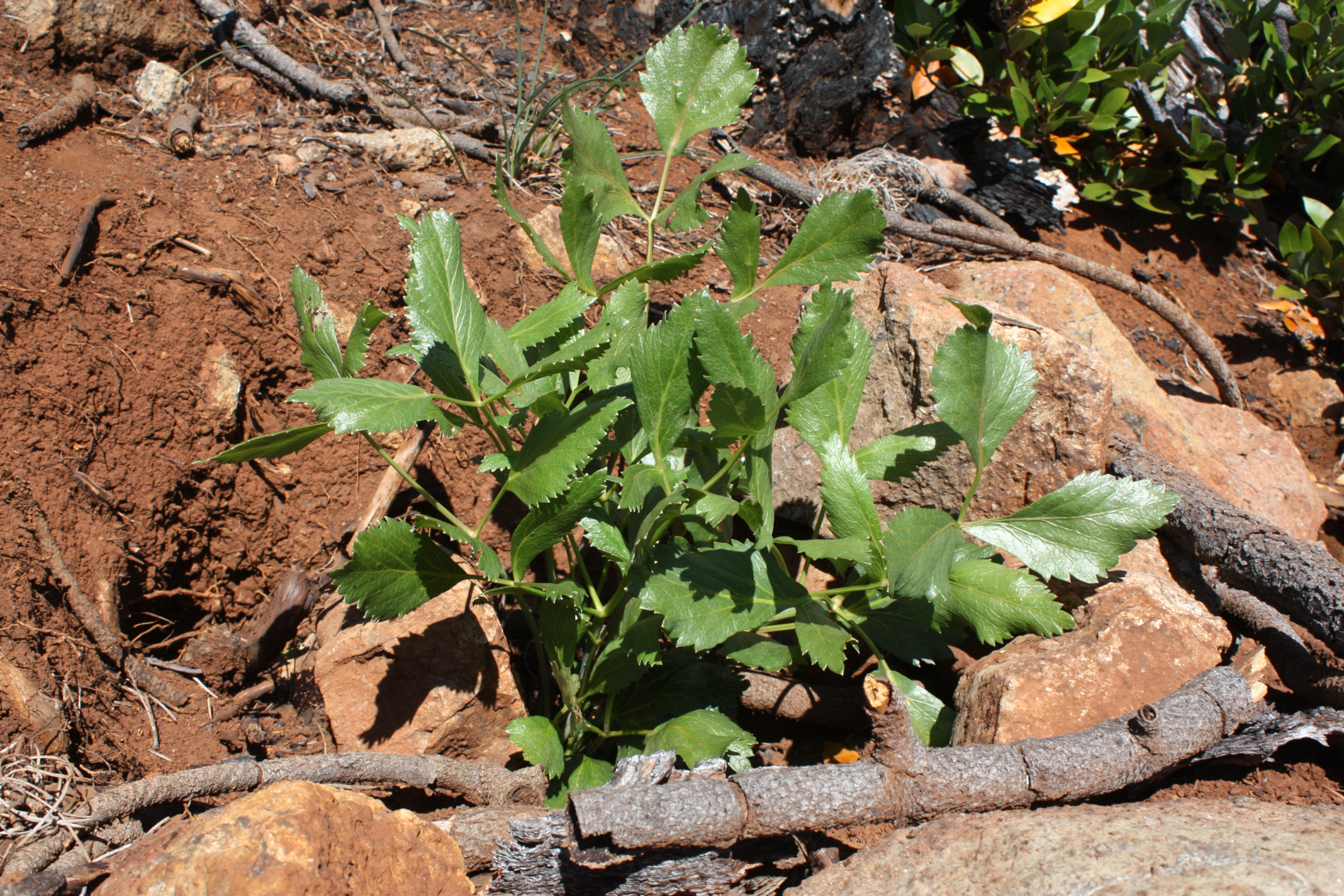 After its root was harvested the previous year, the replanted crown of this sharptooth angelica is sprouting new leaves. © Scott Kloos. 2015. All Rights Reserved.
