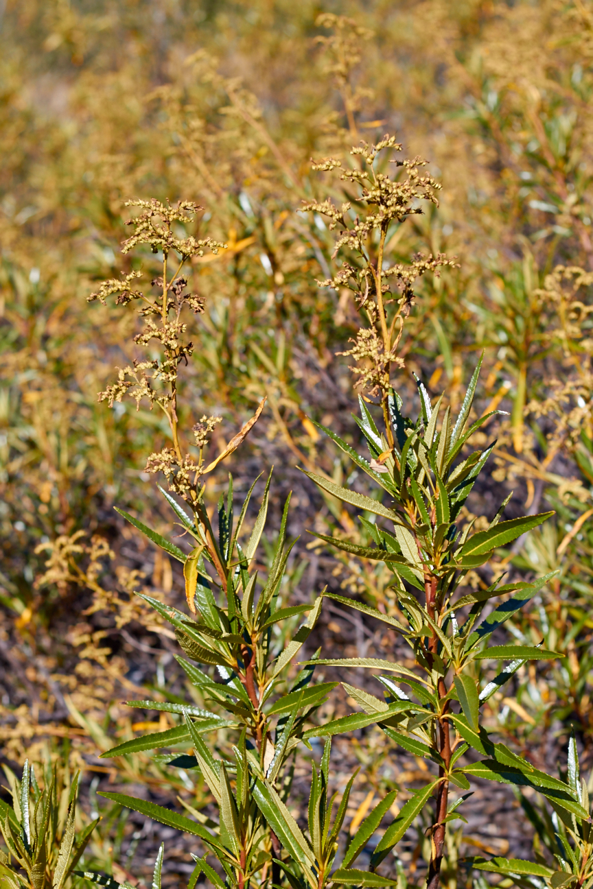 Glossy-topped, lance-shaped leaves line the stalks as the seeds ripen. © Scott Kloos. 2015. All Rights Reserved.