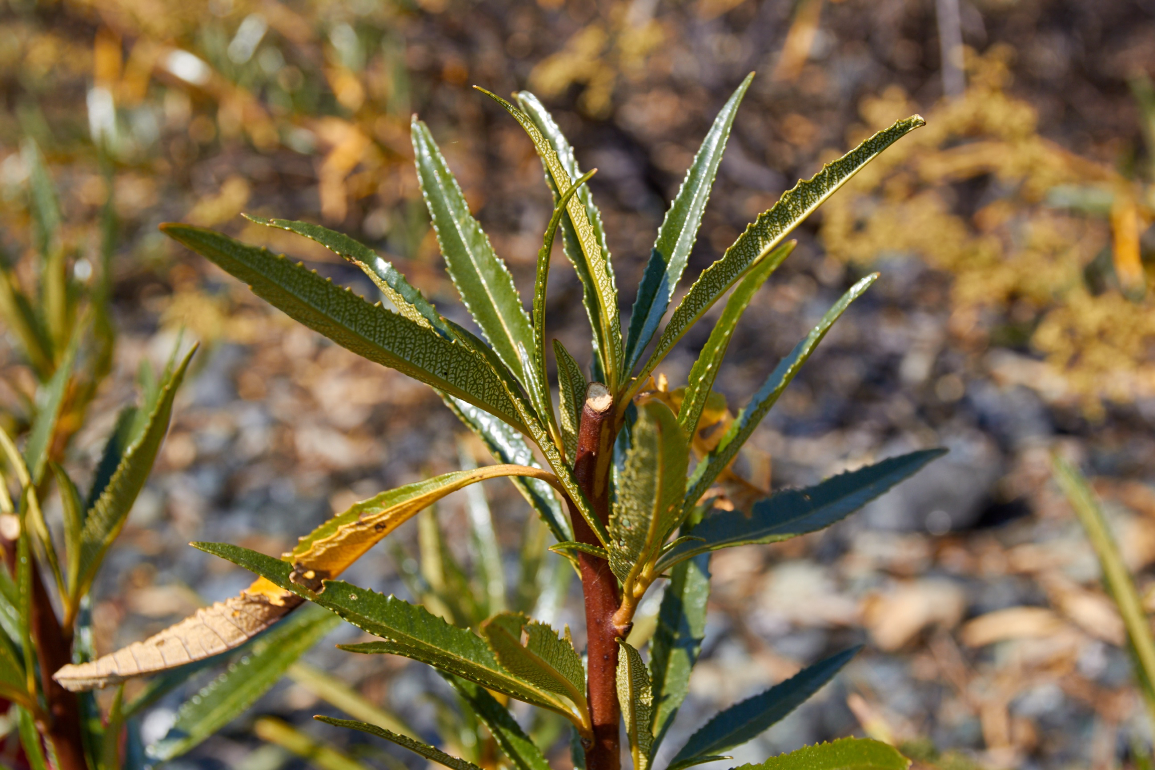 Cut the twig ends to an outward-facing bud to stimulate bushier growth. Note the distinct patterning on the undersides of the leaves. © Scott Kloos. 2015. All Rights Reserved.