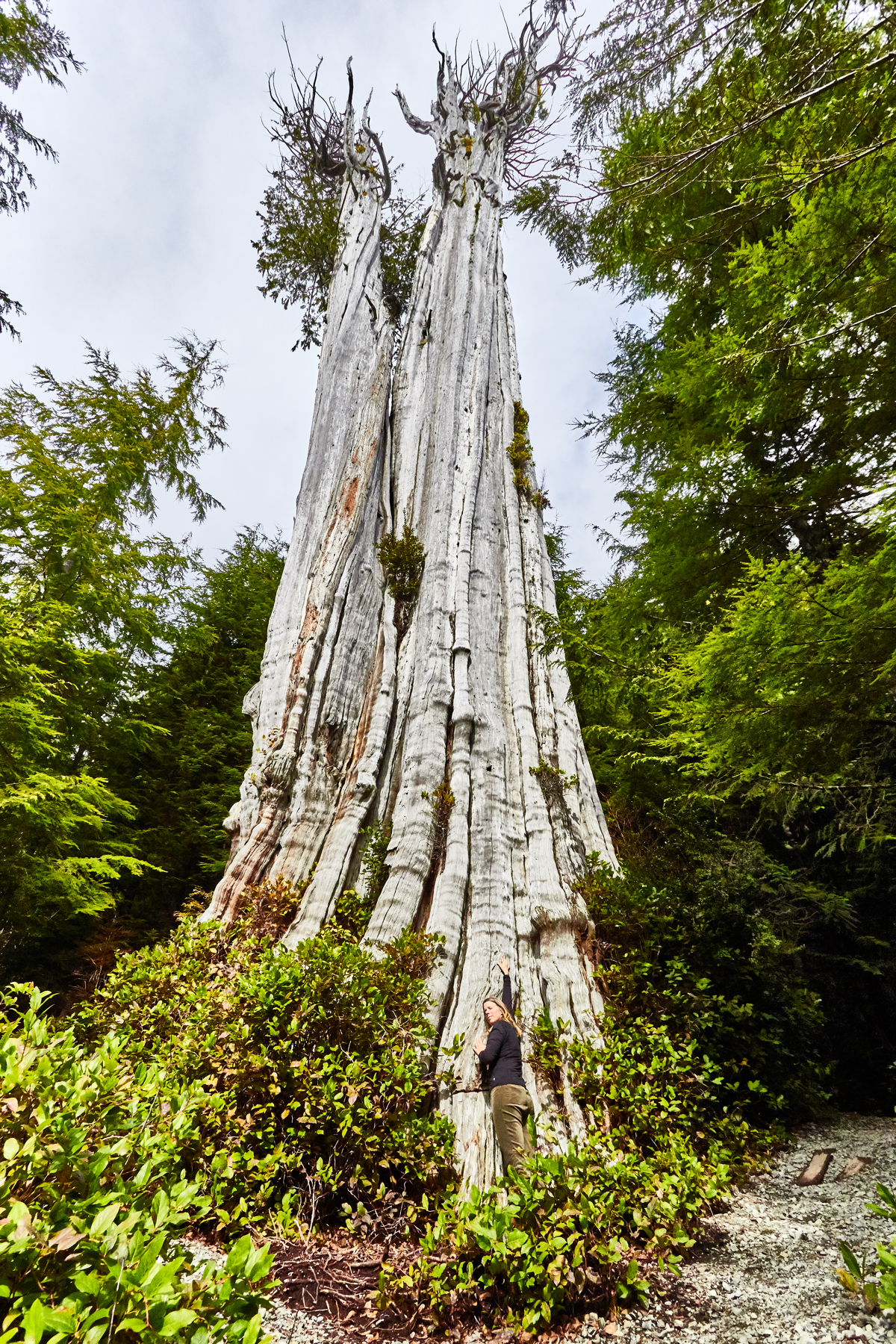 Kat Big Redcedar.png