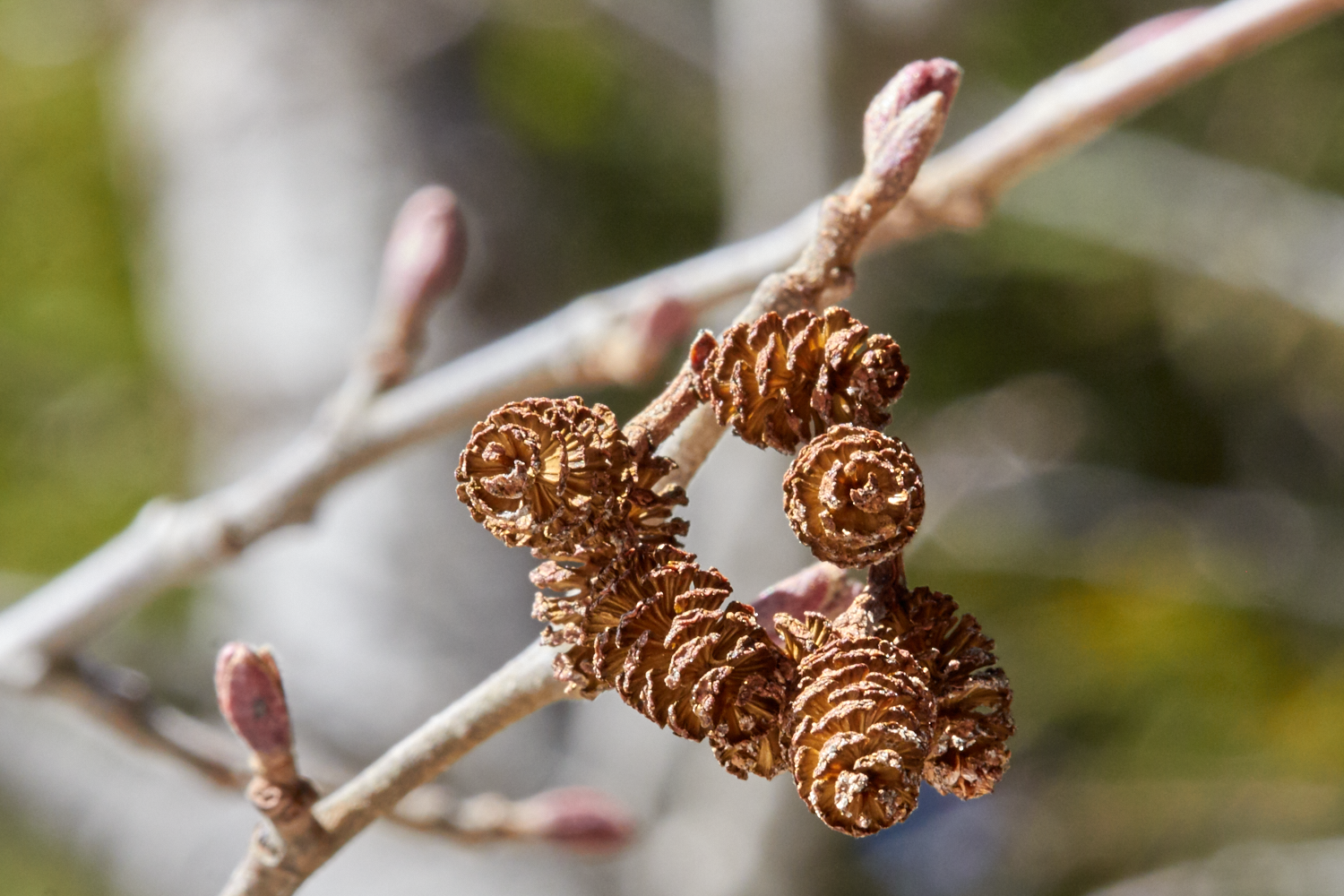red_alder_3948.png