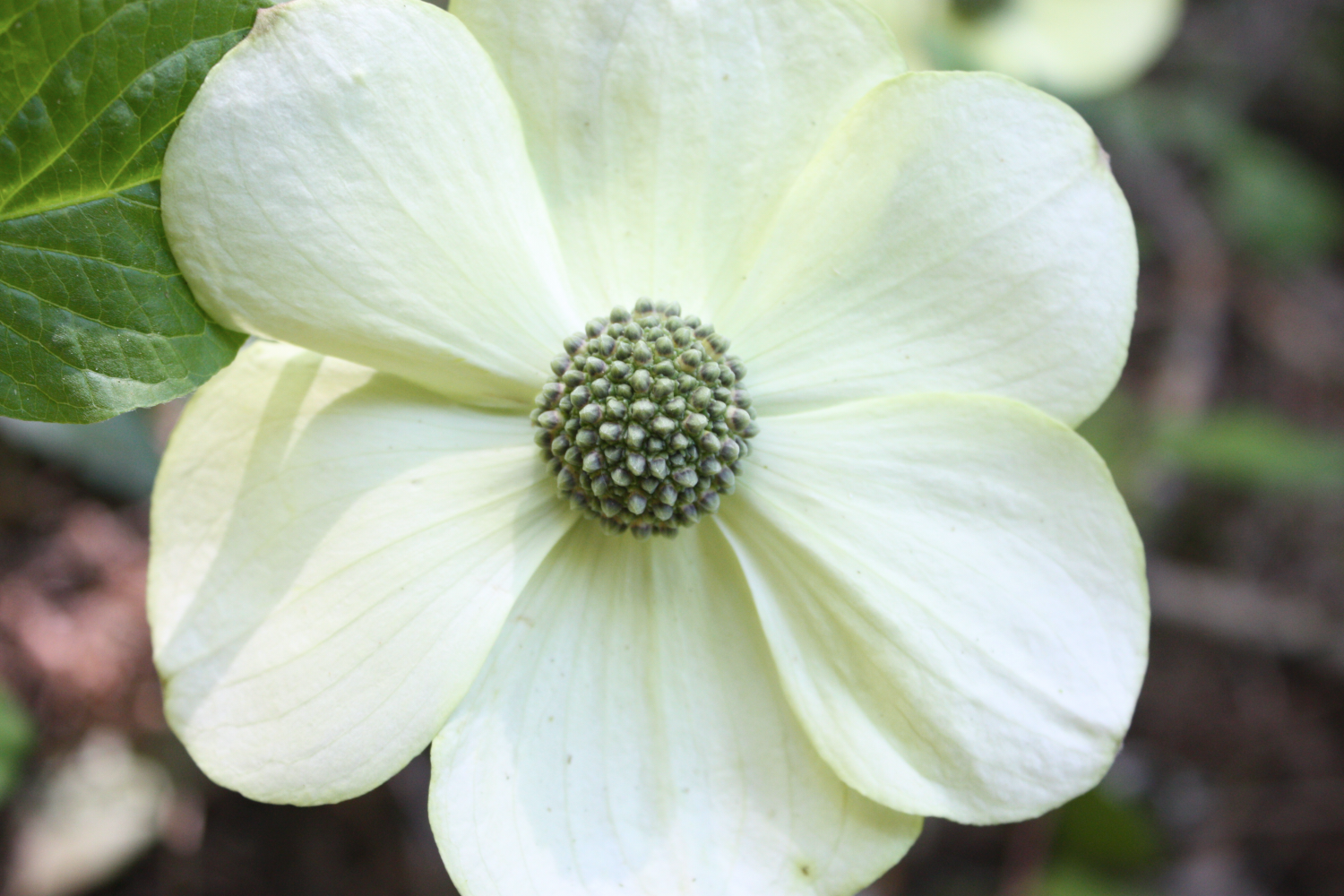 A002_Pacific_dogwood_8721_SK.png