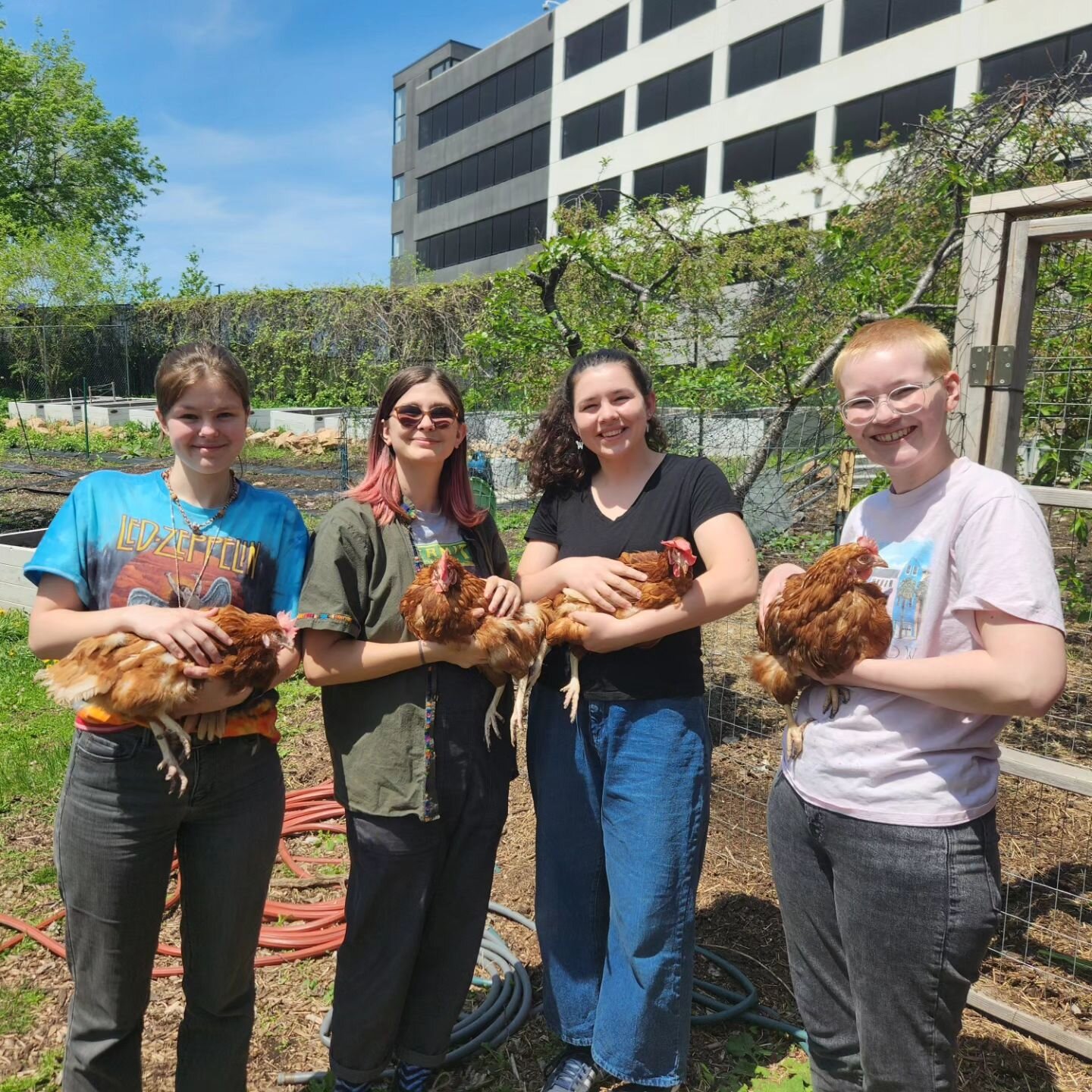 The UV Farm interns are quickly becoming best friends with the farm's chickens, and in return, they're giving us eggs of all shapes and sizes! 

We've nearly wrapped up planting at out Lakeville Farm, and the corn is starting to sprout under this hot