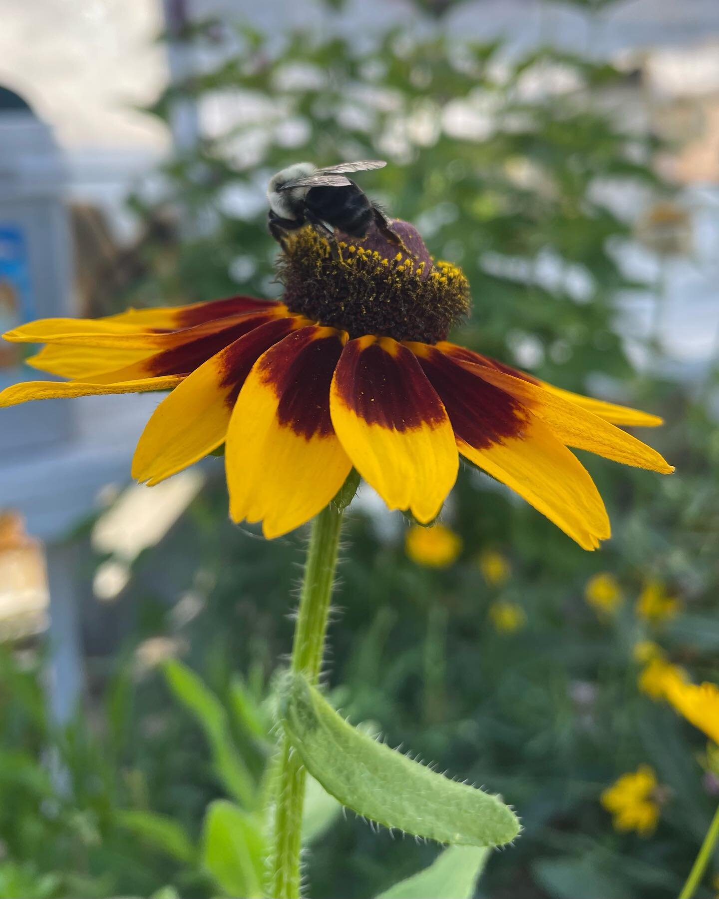 Pollinator appreciation post! Let&rsquo;s take a moment to thank the pollinators for allowing all our beautiful crops to flourish this season 😊🐝🦋🌸