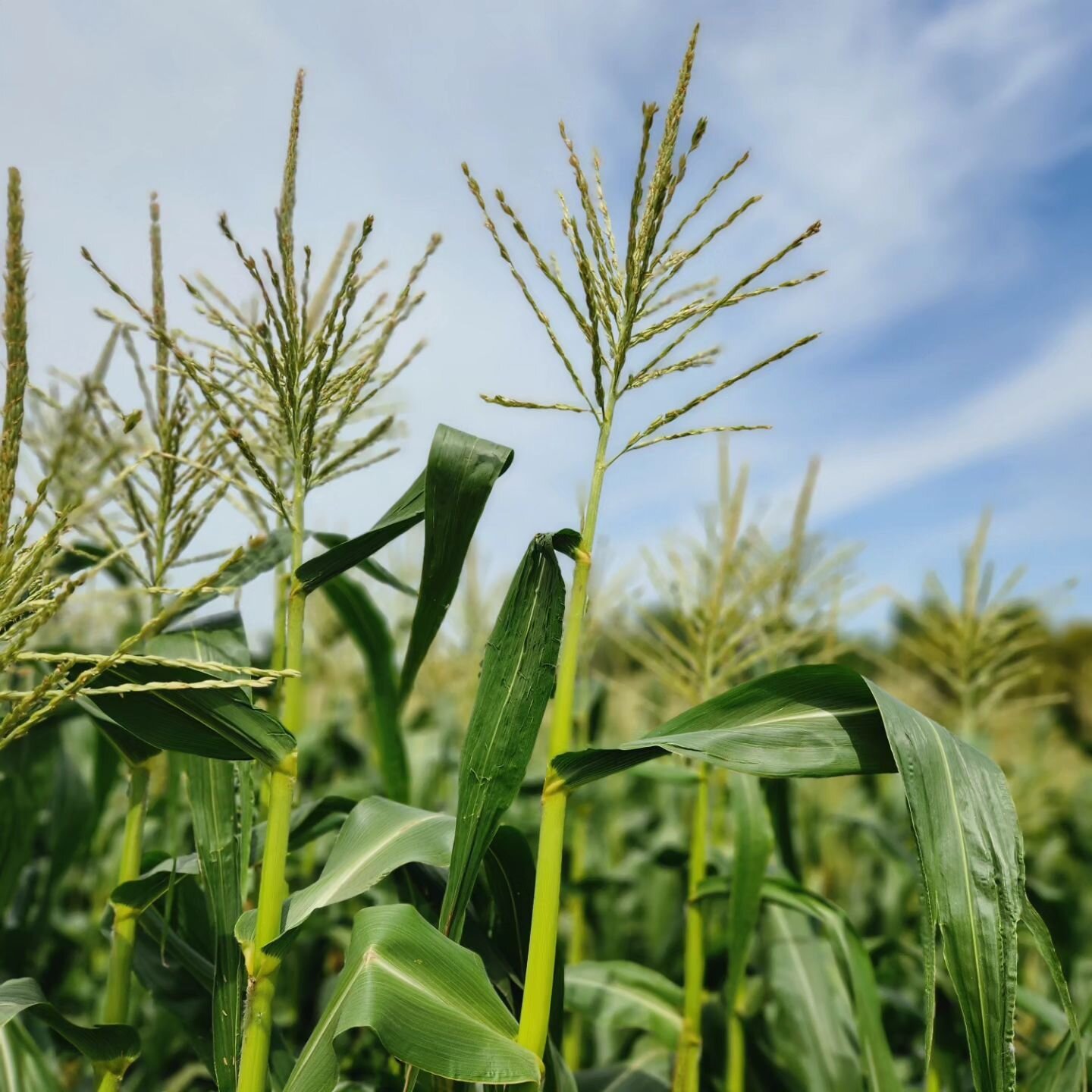 Last week was our first corn harvest! Our market had plenty of delicious sweet corn! 🌽