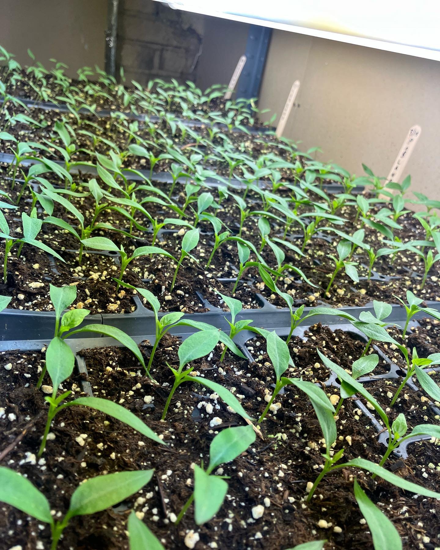 Peppers under the grow lights, brassicas outdoors in the greenhouse&hellip; spring has sprung