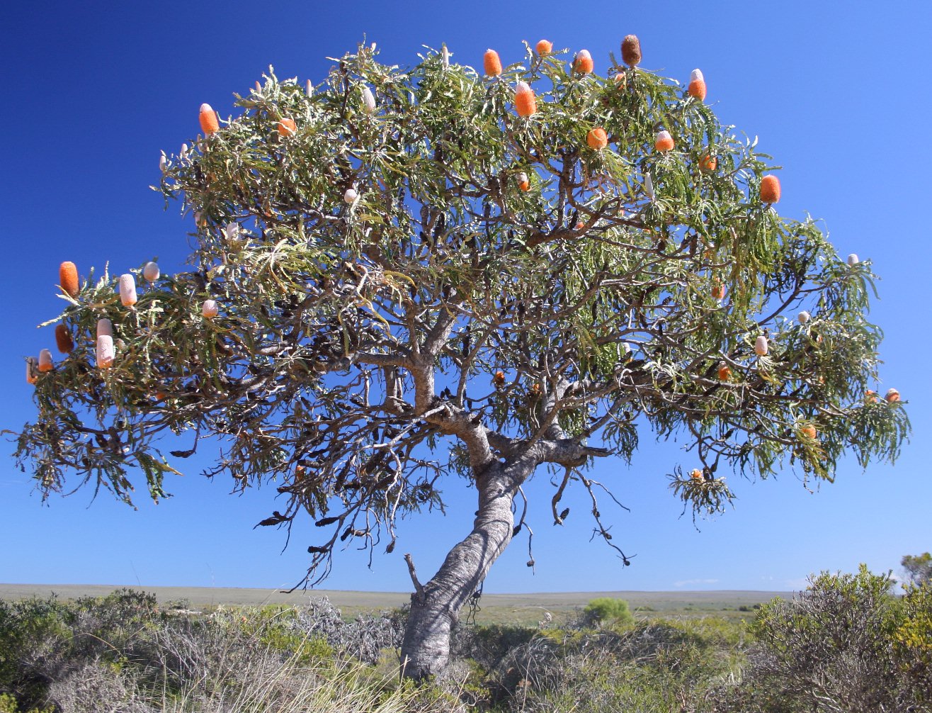 One of the many species of Banksia, banksia prionotes, growing back in these slabs' home. 