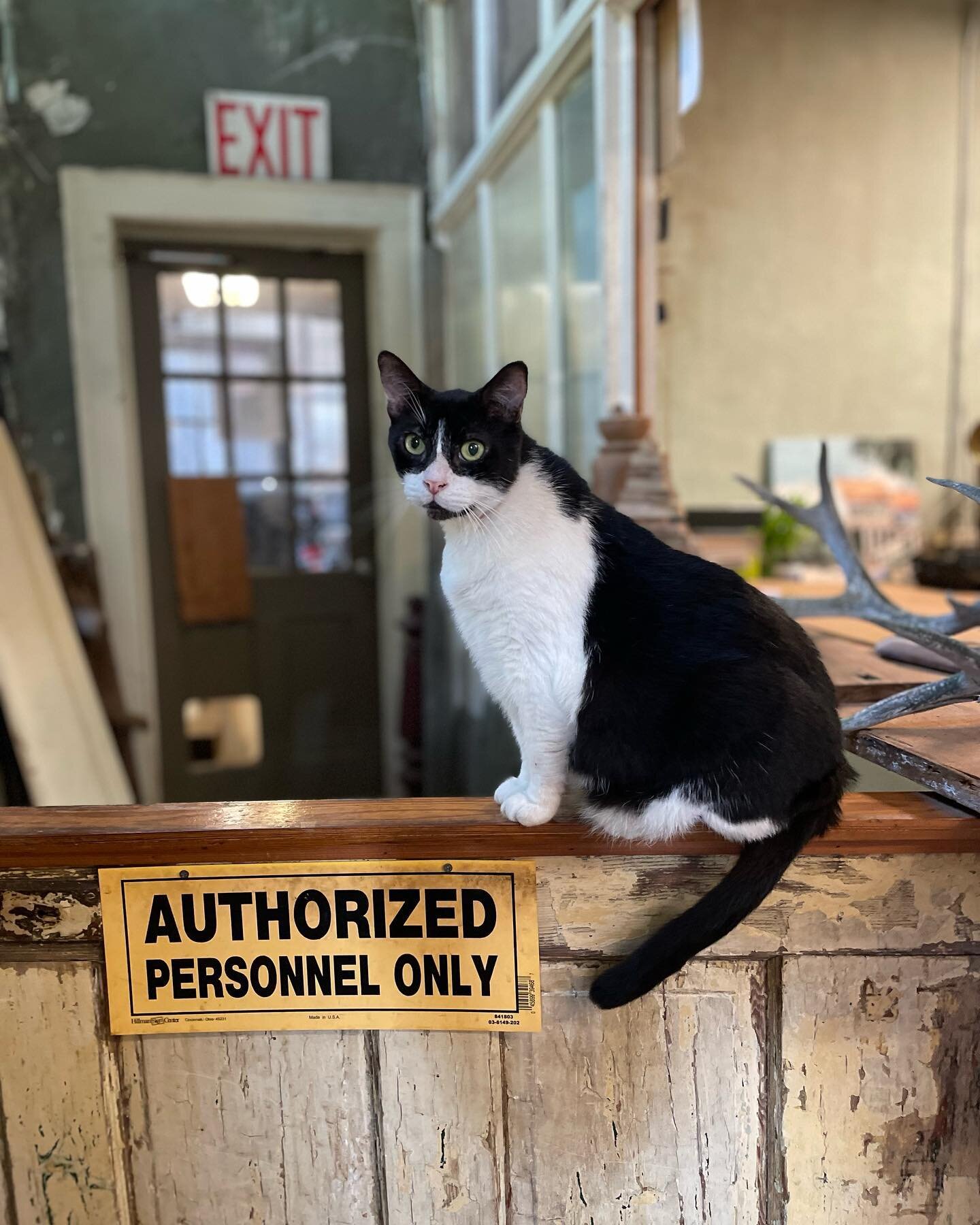 Zorro on warehouse watch.