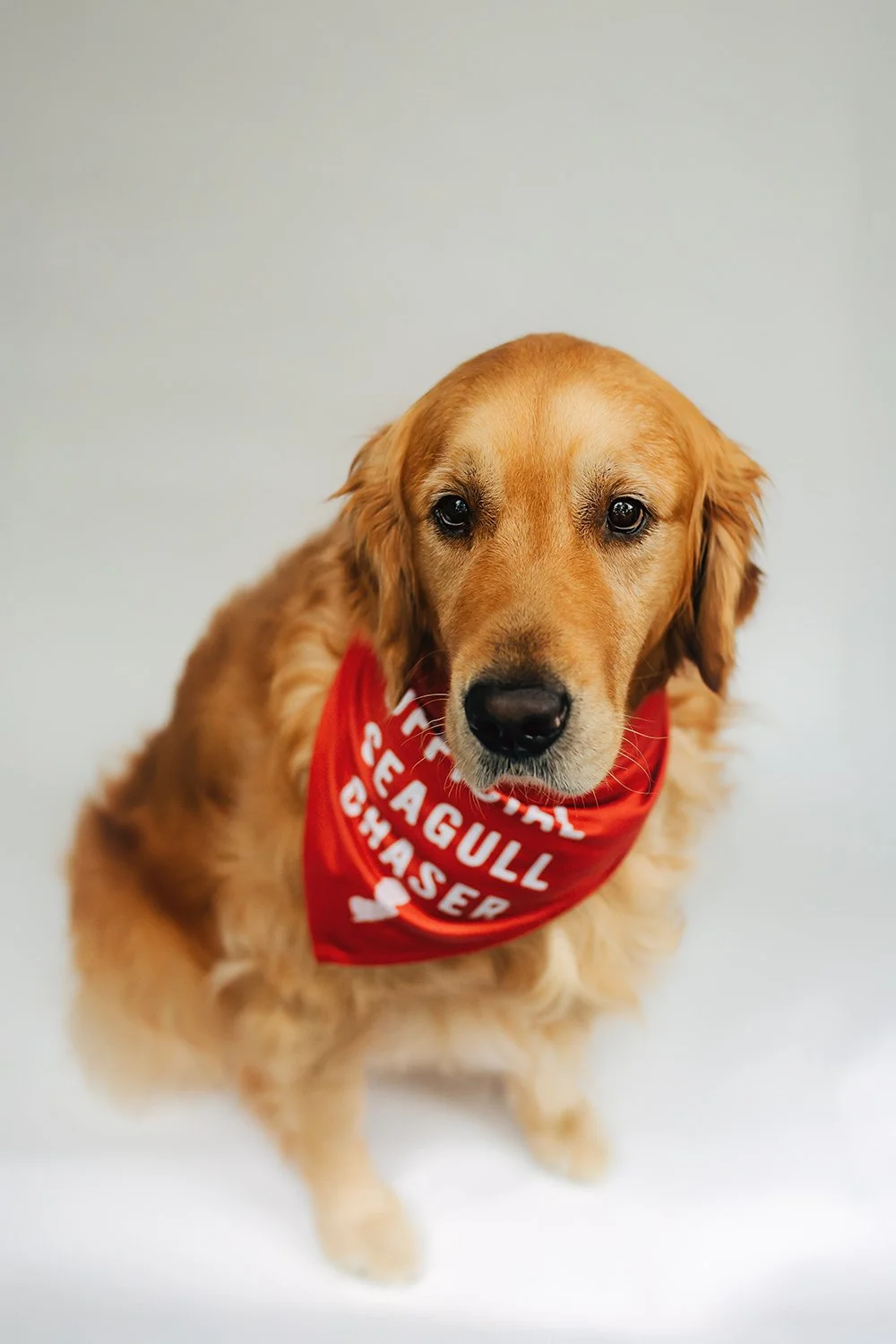 Dog wearing a bandana Photography