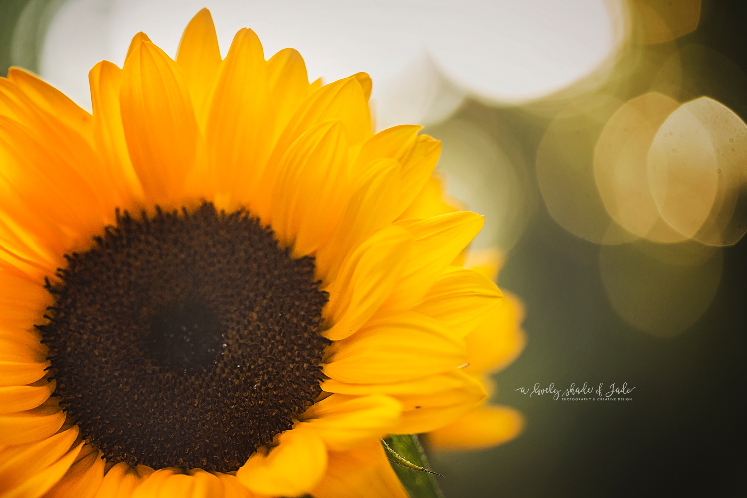 Sunflowers_Morristown_NJ_Photographer_0050.jpg
