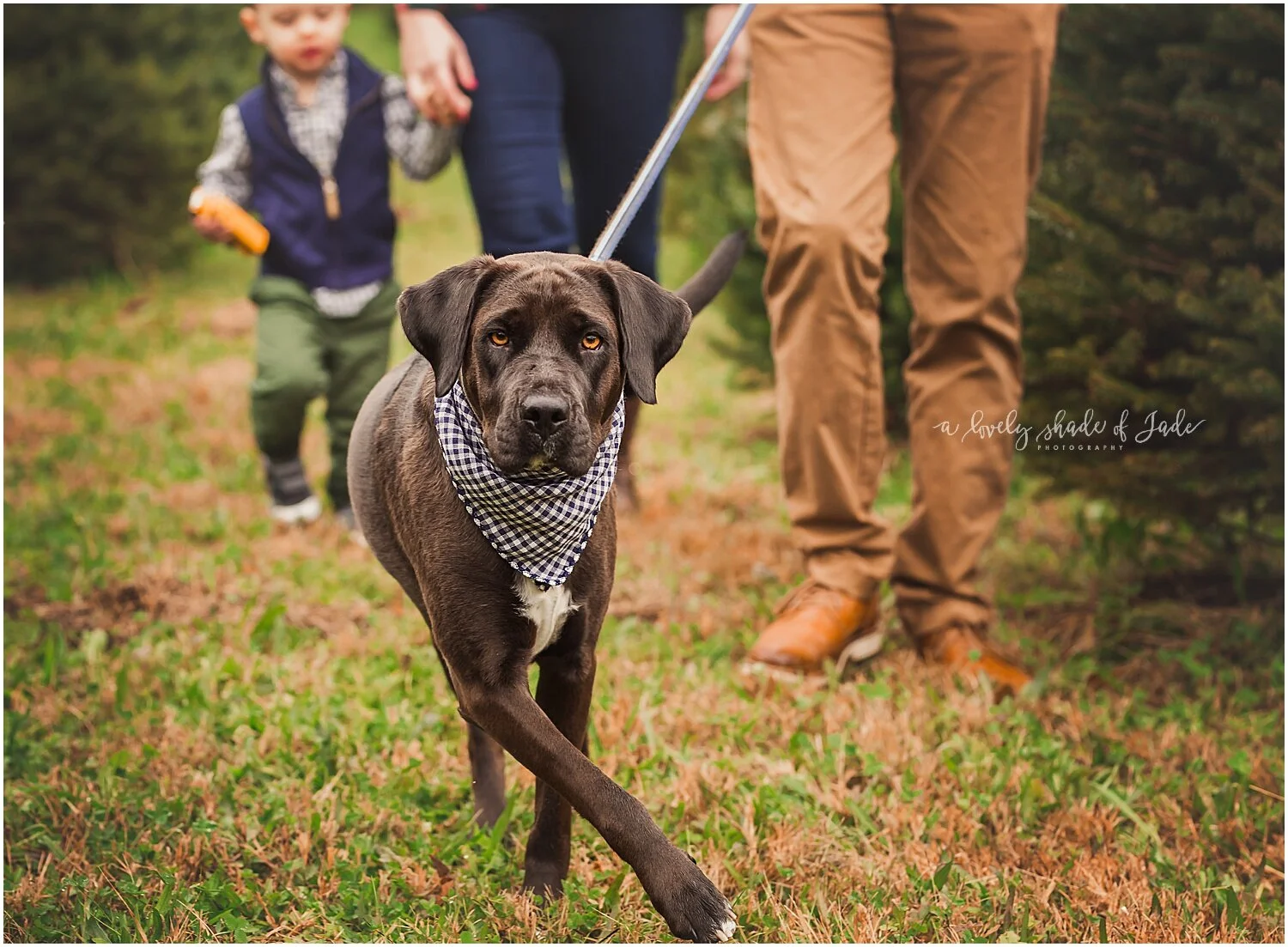 Levine_Tree_Farm_Minis_Mendham_NJ_0000-1.jpg