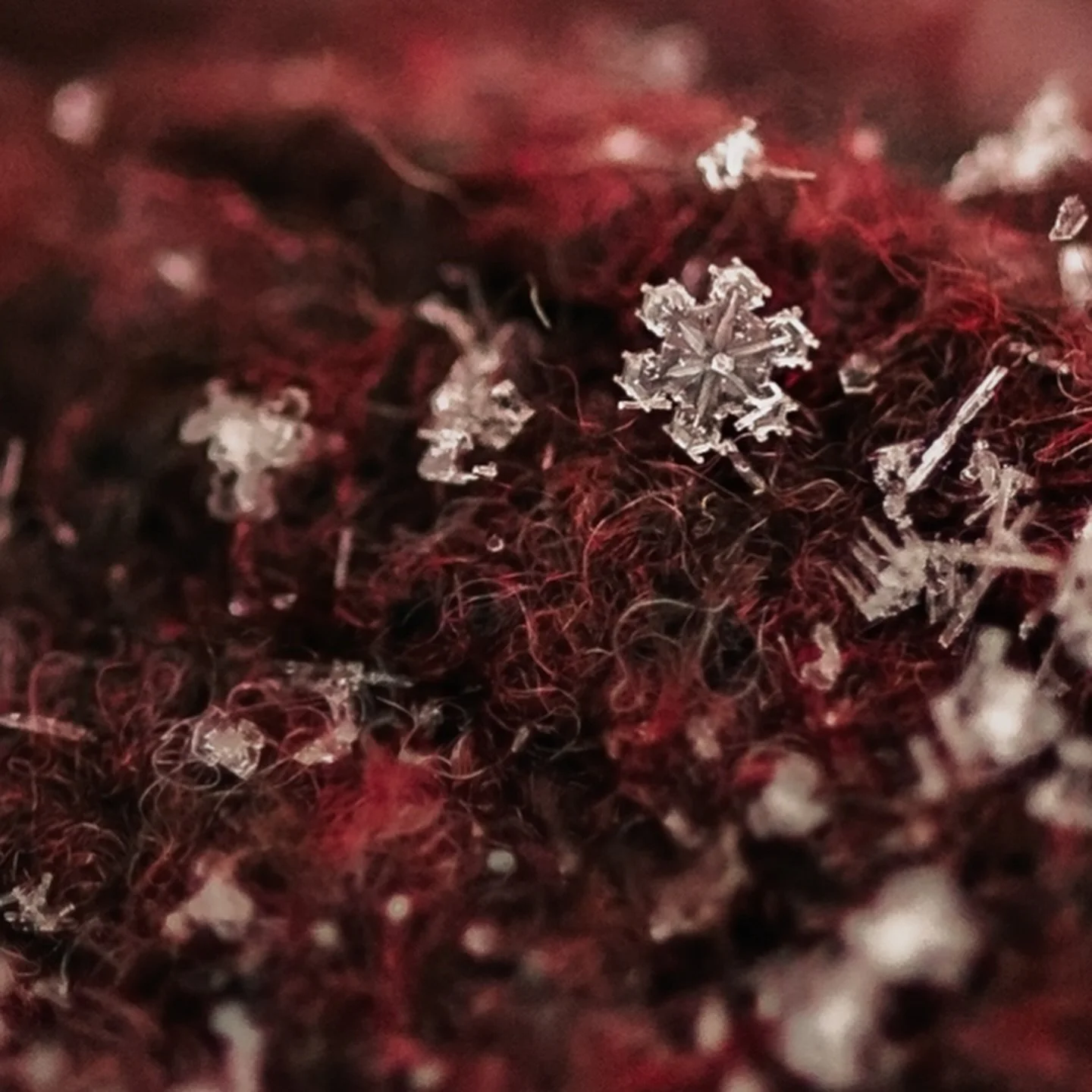 Cute little snowflakes ❄️ 

Snowflake pics are really hard to take. I probably took like 100 and these were the best and they are not even that great. Still cute though. 100mm macro lens. What do you all use to get those perfect snowflake photos?