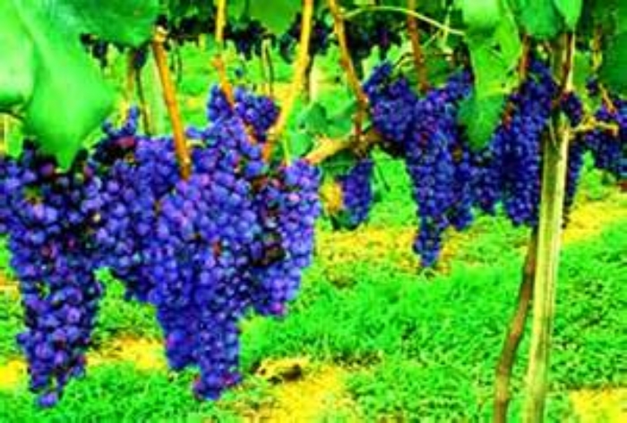 fruitful+vine.jpeg