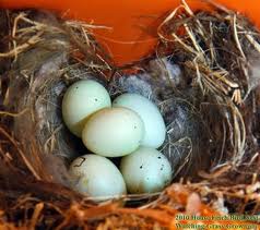 nest+of+eggs.jpeg