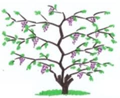 branch in the vine.jpeg