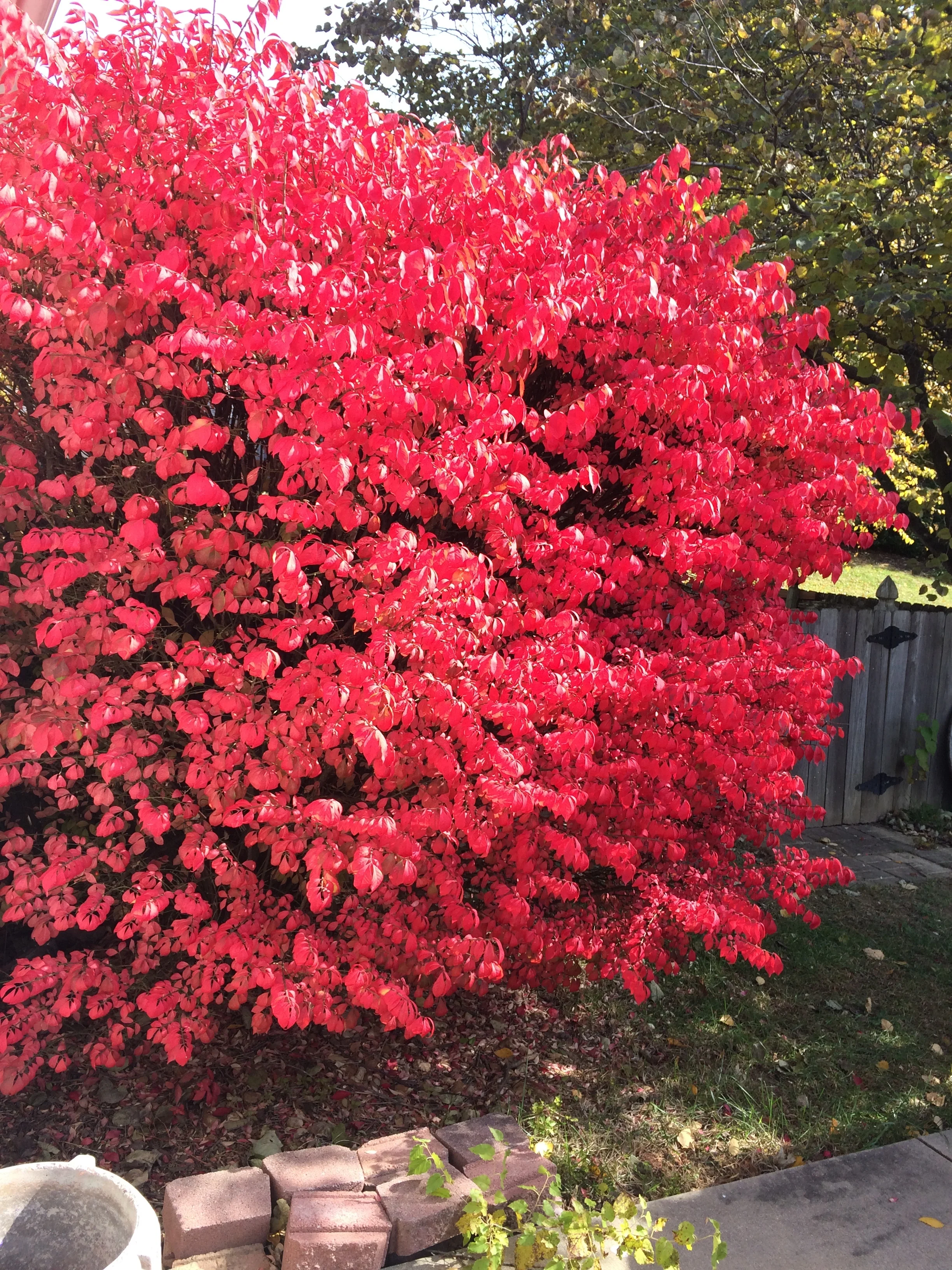 My Burning Bush  