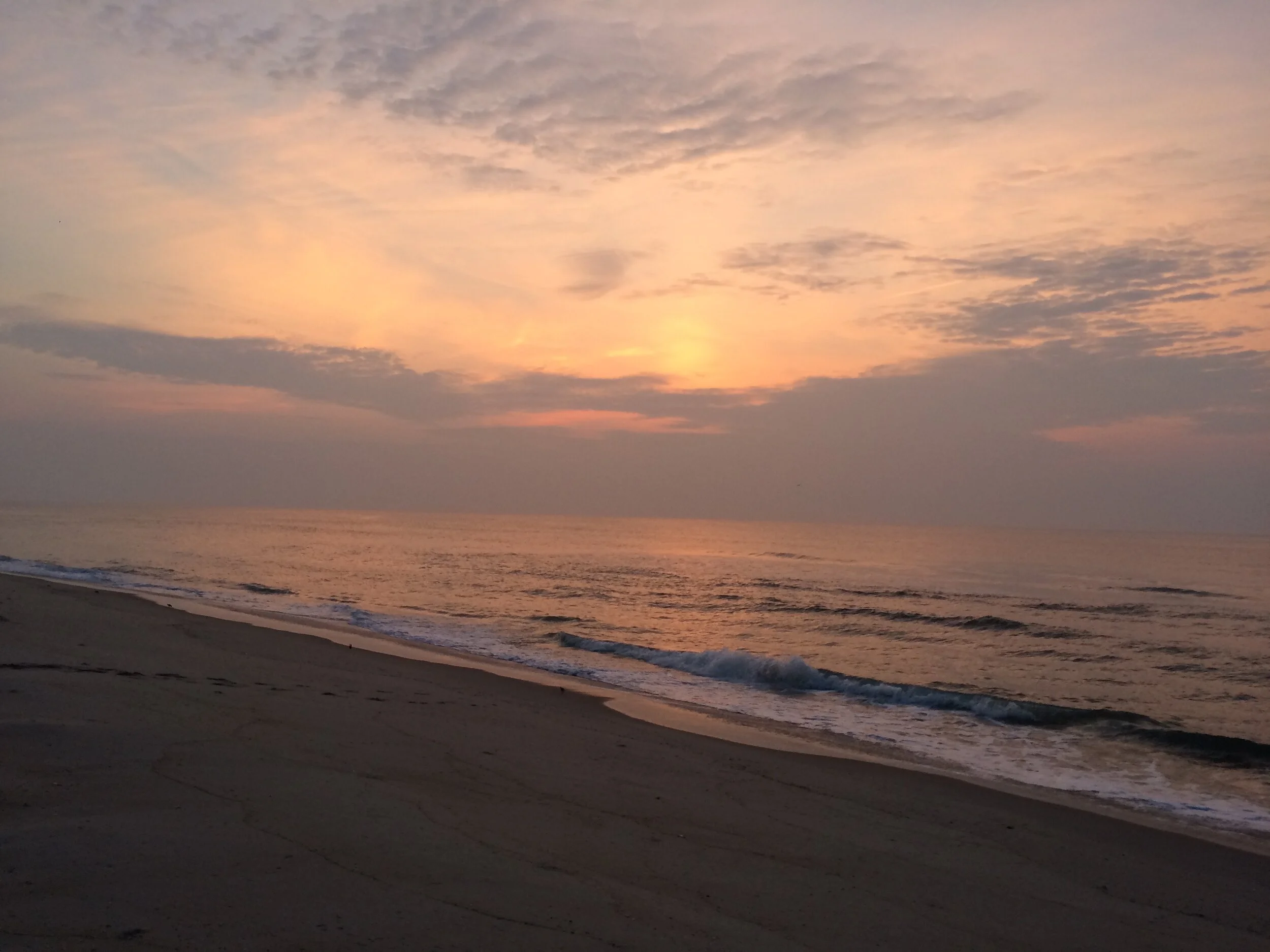 A Branch in the Vine is Going "Down the Shore"