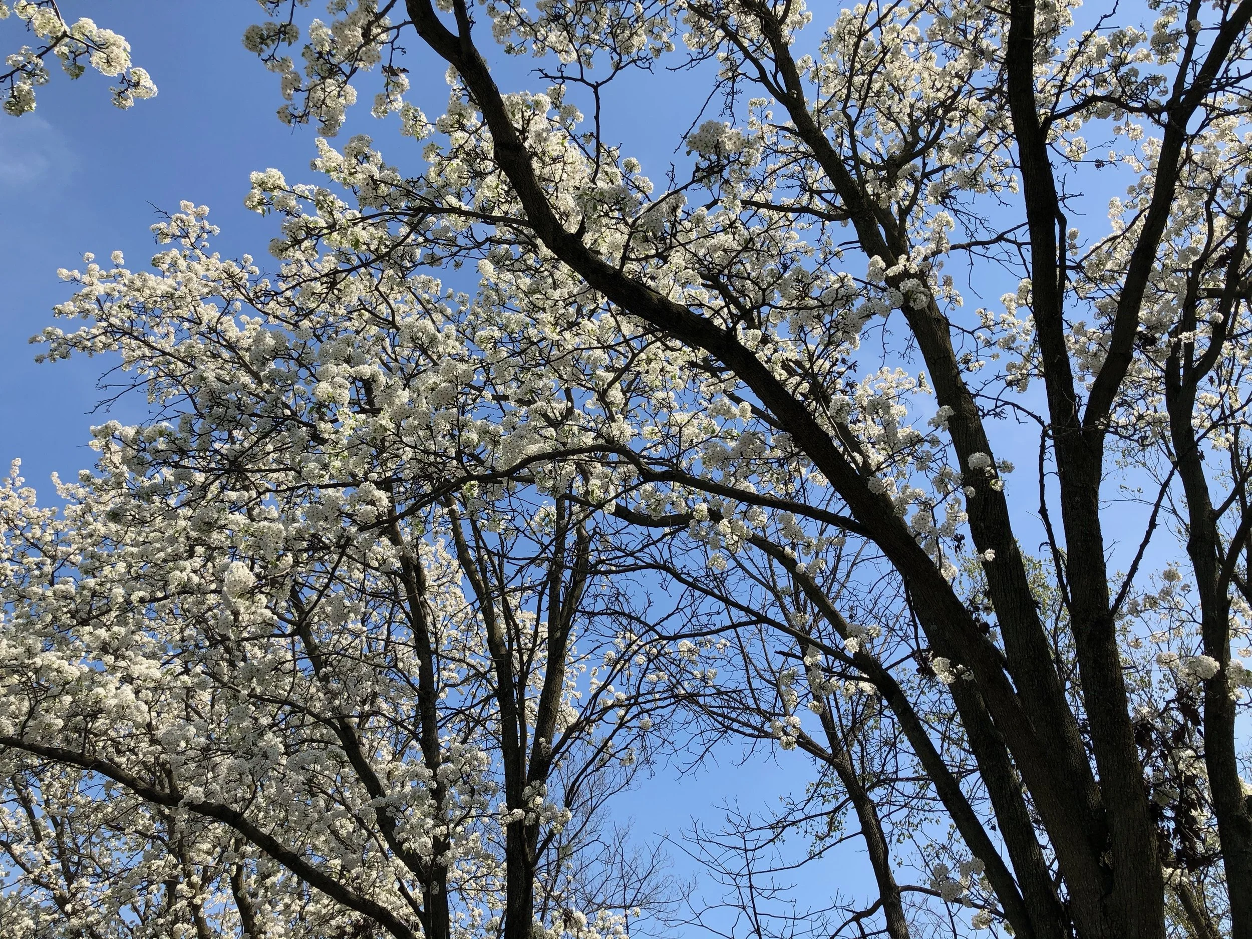 The Signal in my Soul Afresh