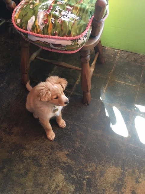 In Ojai, thrift shops come complete with puppies called Cricket!