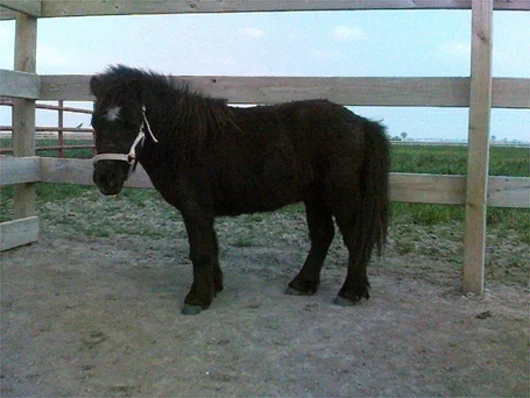 Nick- Born in 2007, Nick is a black miniature horse gelding. He tends to keep to himself, observing others before getting to know other people or horses. This helps our children learn about boundaries and appropriate steps in relationship building. Nick likes to have room to stretch out and play. Our children benefit from observing these behaviors and relating them to their lives. He and the other 4 minis would benefit from the donation of grazing muzzles which would allow them to enjoy the full pasture without overeating.