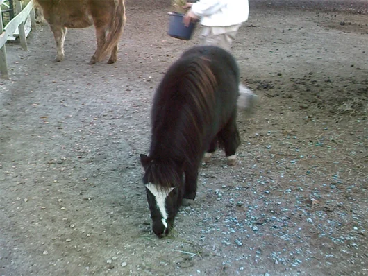 Twister- Twister is a black miniature horse gelding who was born in 2007. He is affectionate and curious. He often helps children who are challenged by depression or attachment issues. Twister often rubs the children with his upper lip when they scratch his chest. This provides a unique opportunity to address boundaries and affection in an experiential context. Twister needs a new halter.