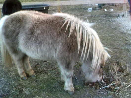 Rebel- Born in 2001, Rebel is a miniature mare. Her confident disposition and desire to keep neat and clean help our children learn self care and prosocial behaviors. Our residents characterize Rebel as "trustworthy and caring". One of our young ladies wrote, "Rebel is a great influence on children". Rebel would benefit from the donation of stall cleaning equipment appropriate for children and small horses (such as a lightweight wheelbarrow and small stall fork).