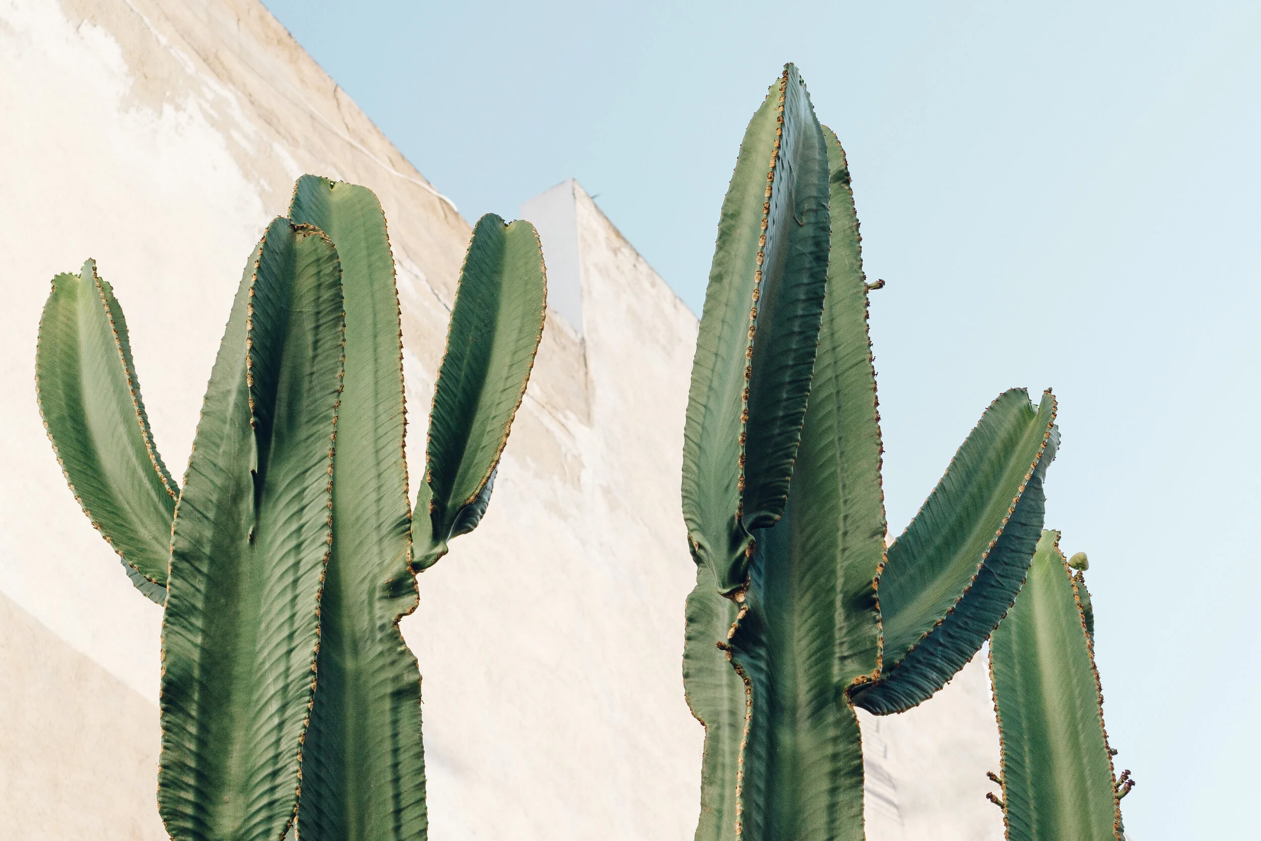 pixasquare.com-cactus-plants-04469.jpg