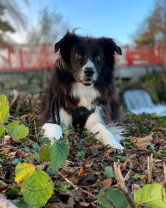 What a handsome dog.
#dog #bordercollie