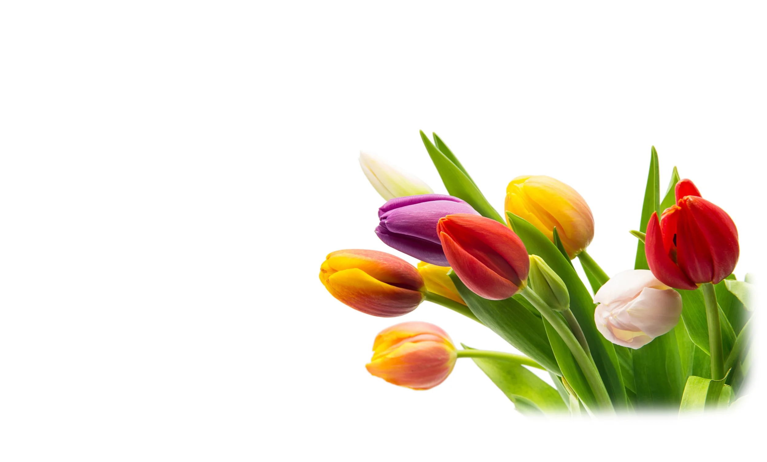 Tulips Isolated_w.jpg