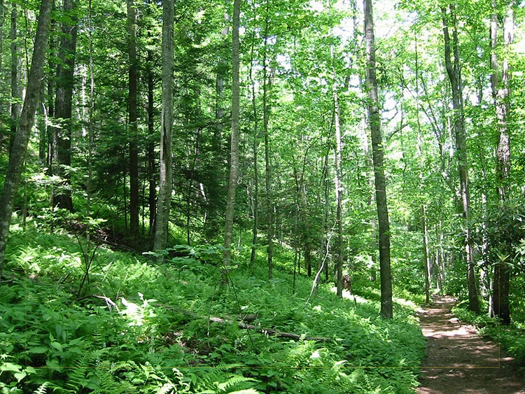 fern-path-cjmorgan.jpg