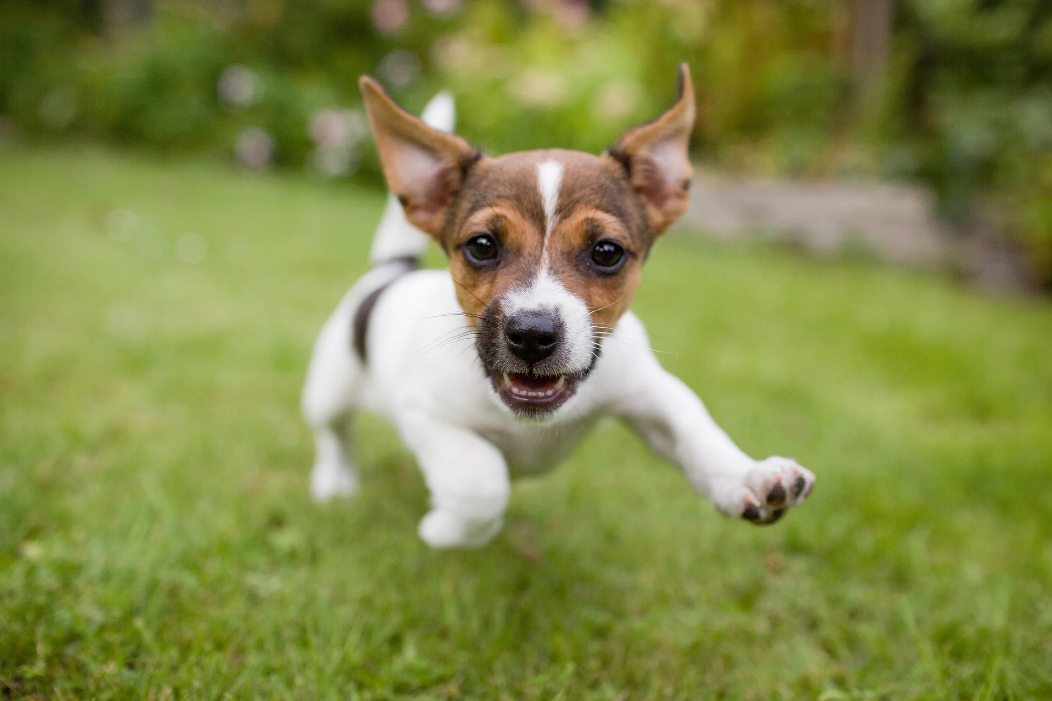 204181-2121x1414-jackrussellpuppy.jpg