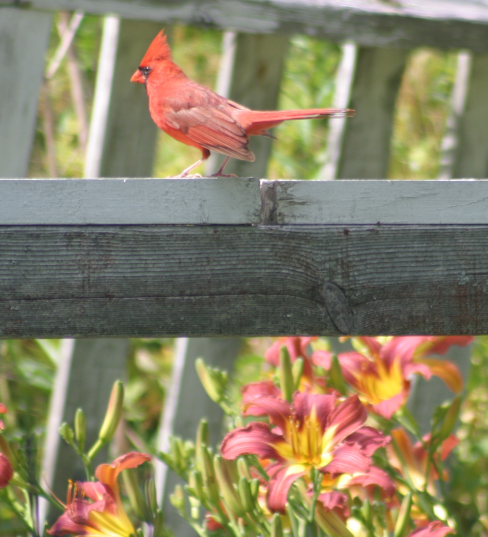 Caroline Muir, Cardinal