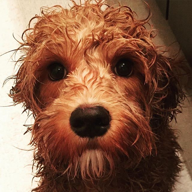 What was that for?! I thought #stinky was the new #cute 🐶💦🐶💦🐶💦🐶💦 #wetdogs #pupylove #sofreshandsocleanclean #dogsofinstagram #dogsofdenver #labradoodle #aussiedoodle