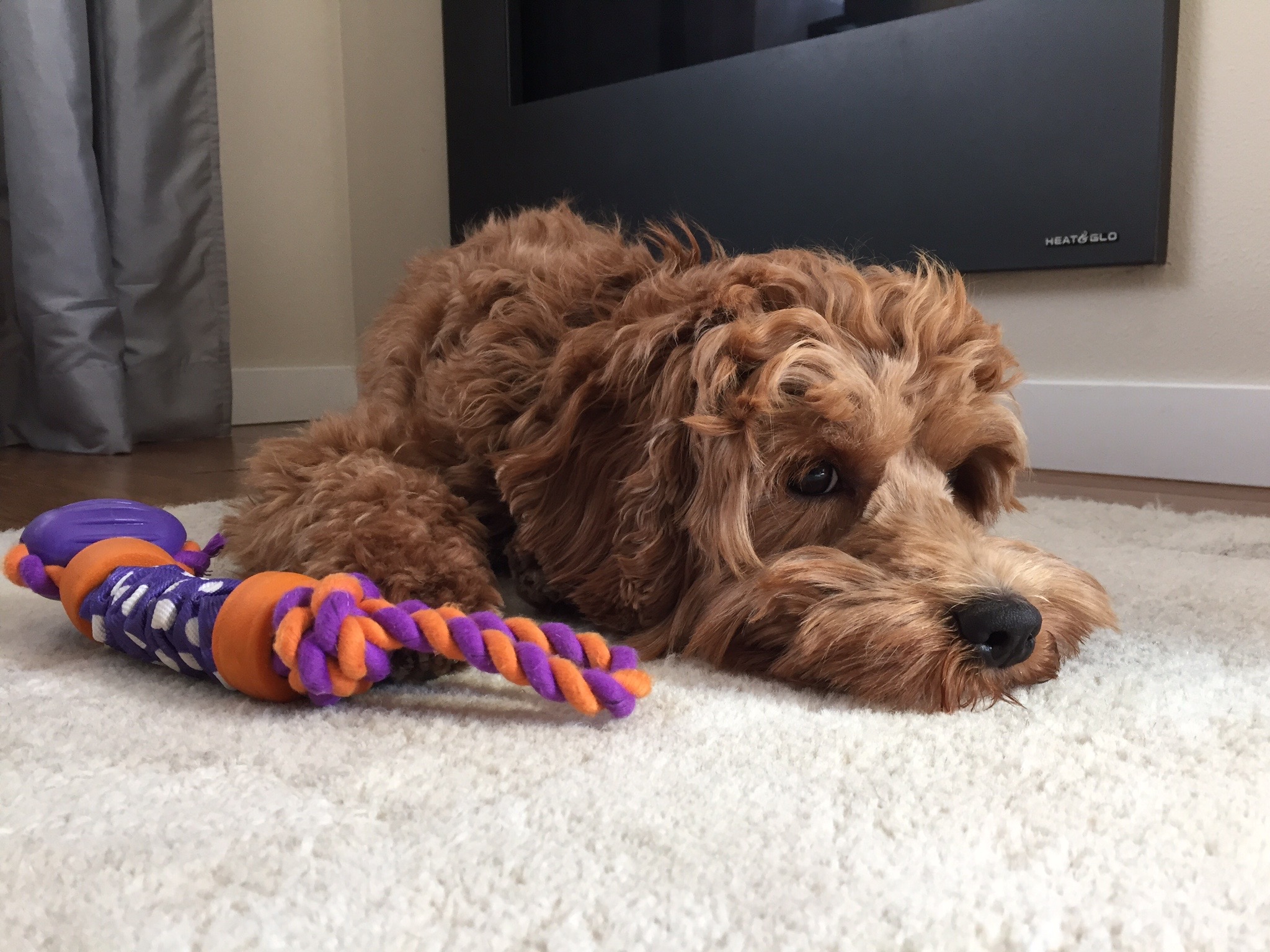 History Behind Australian Labradoodles