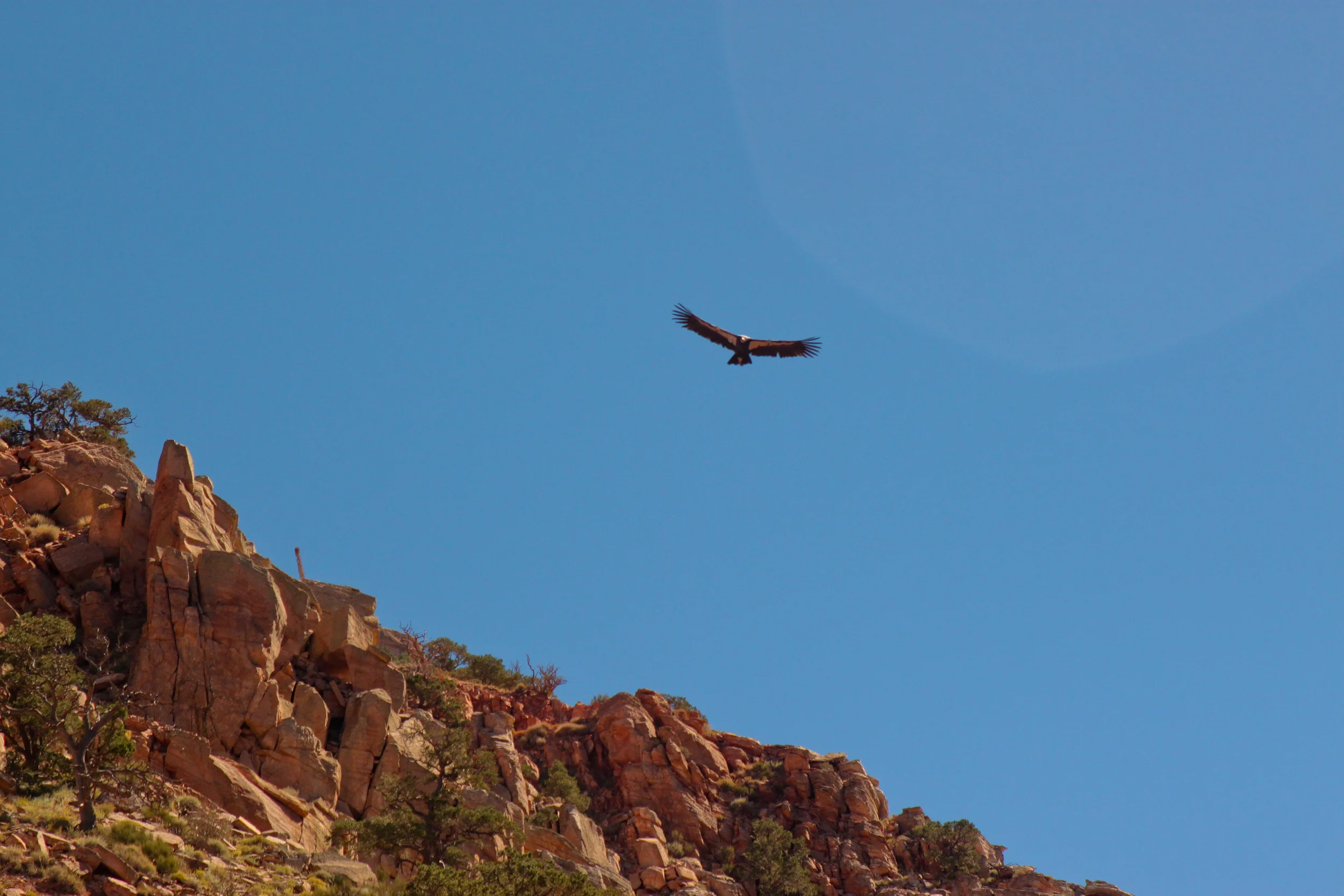condor_8147094054_o.jpg