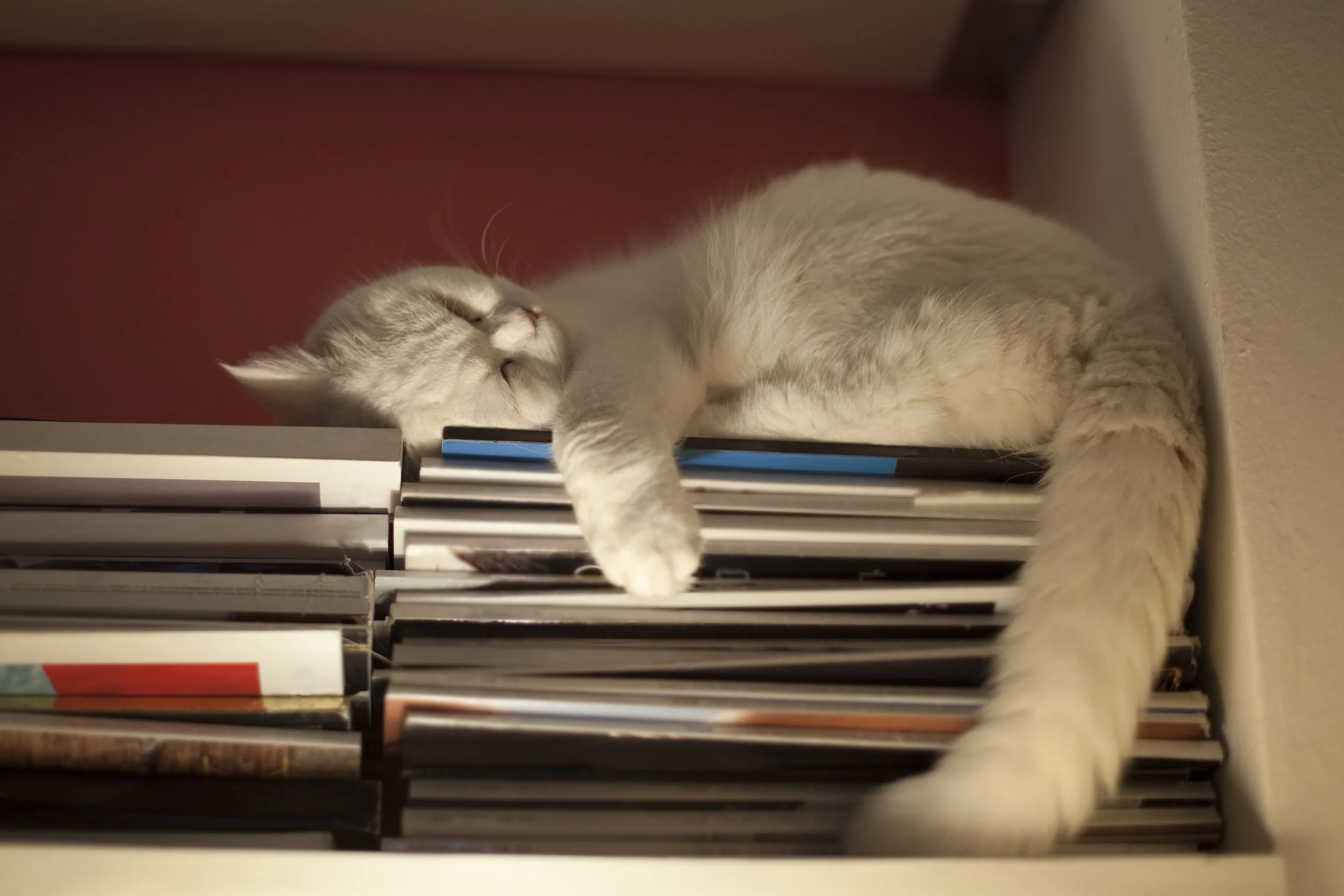 cat and books.jpg