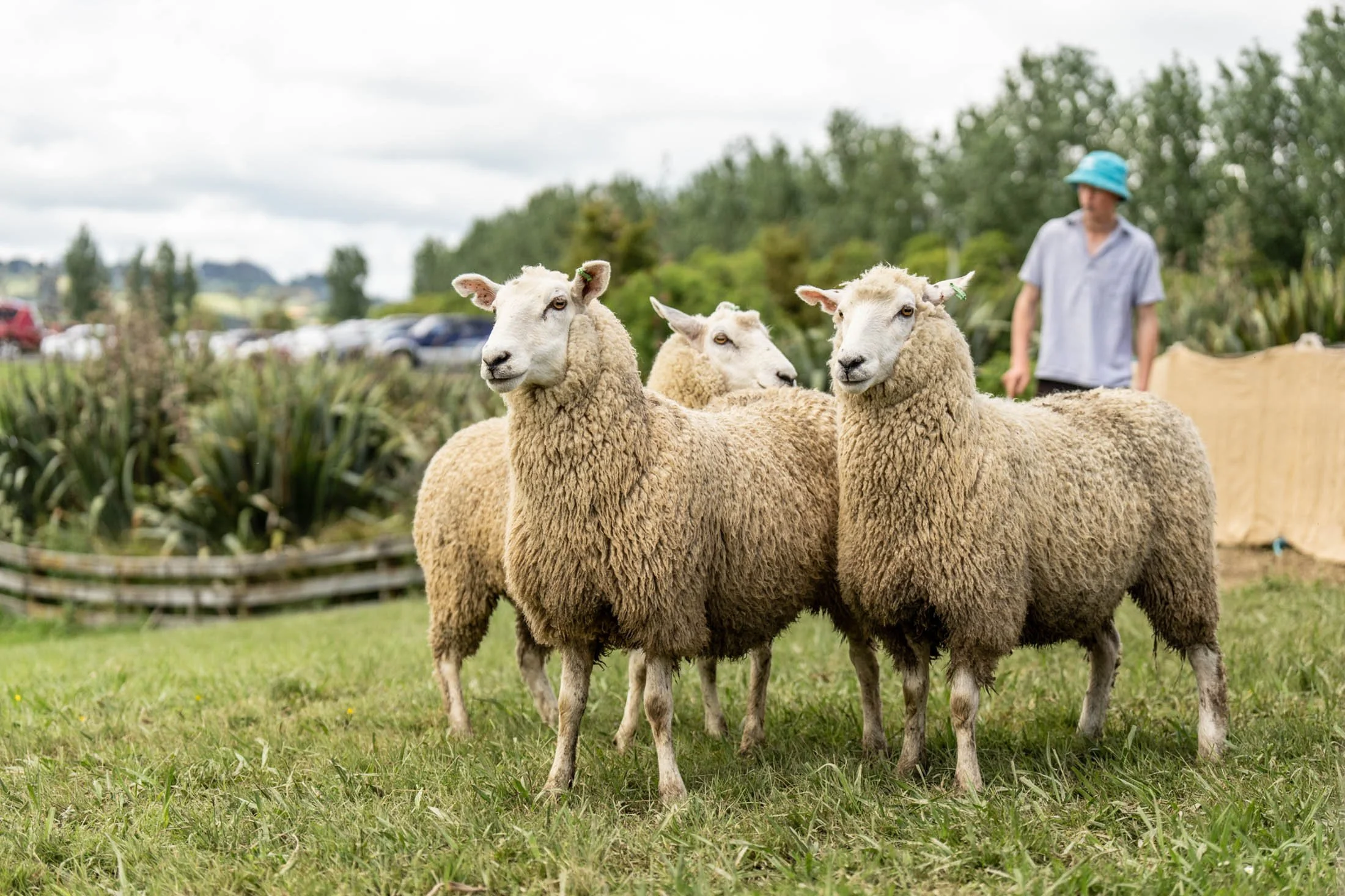 25Clevedon-A&P-show-Auckland-event-photographer_ML55149.jpg