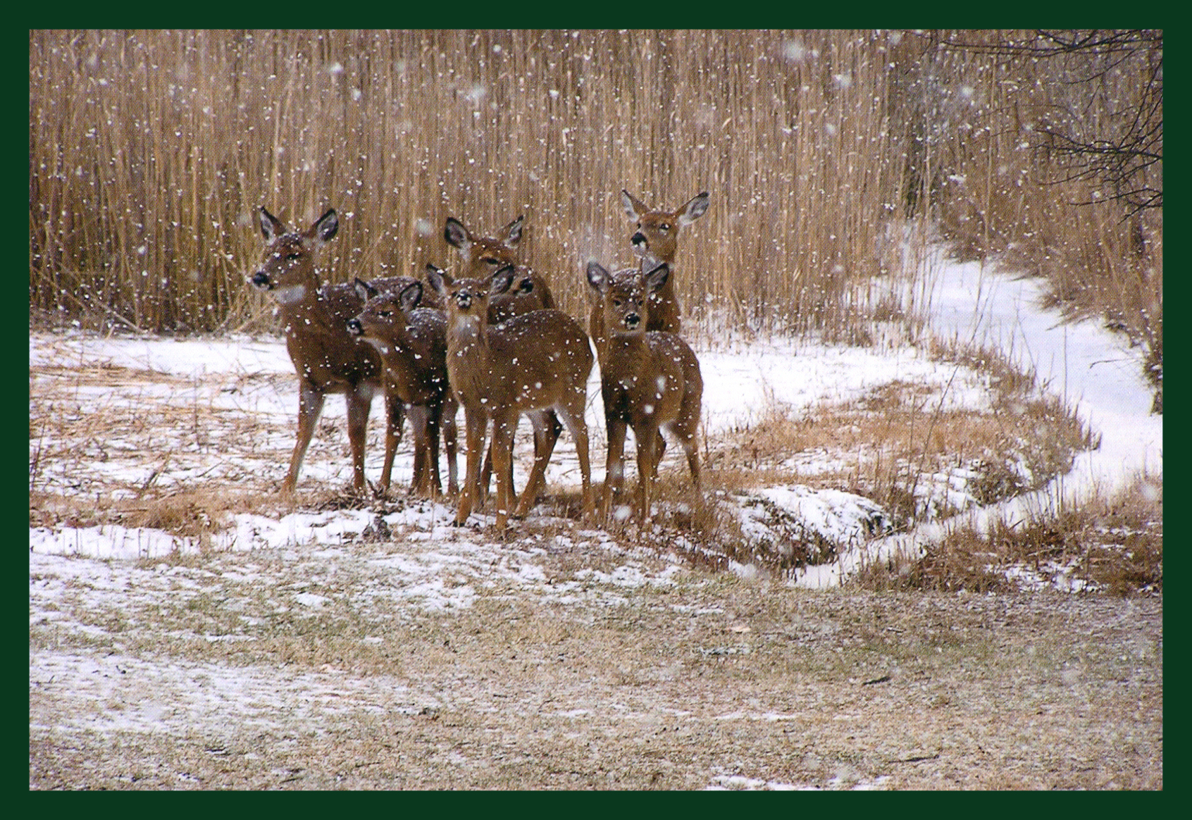 Snow Deer