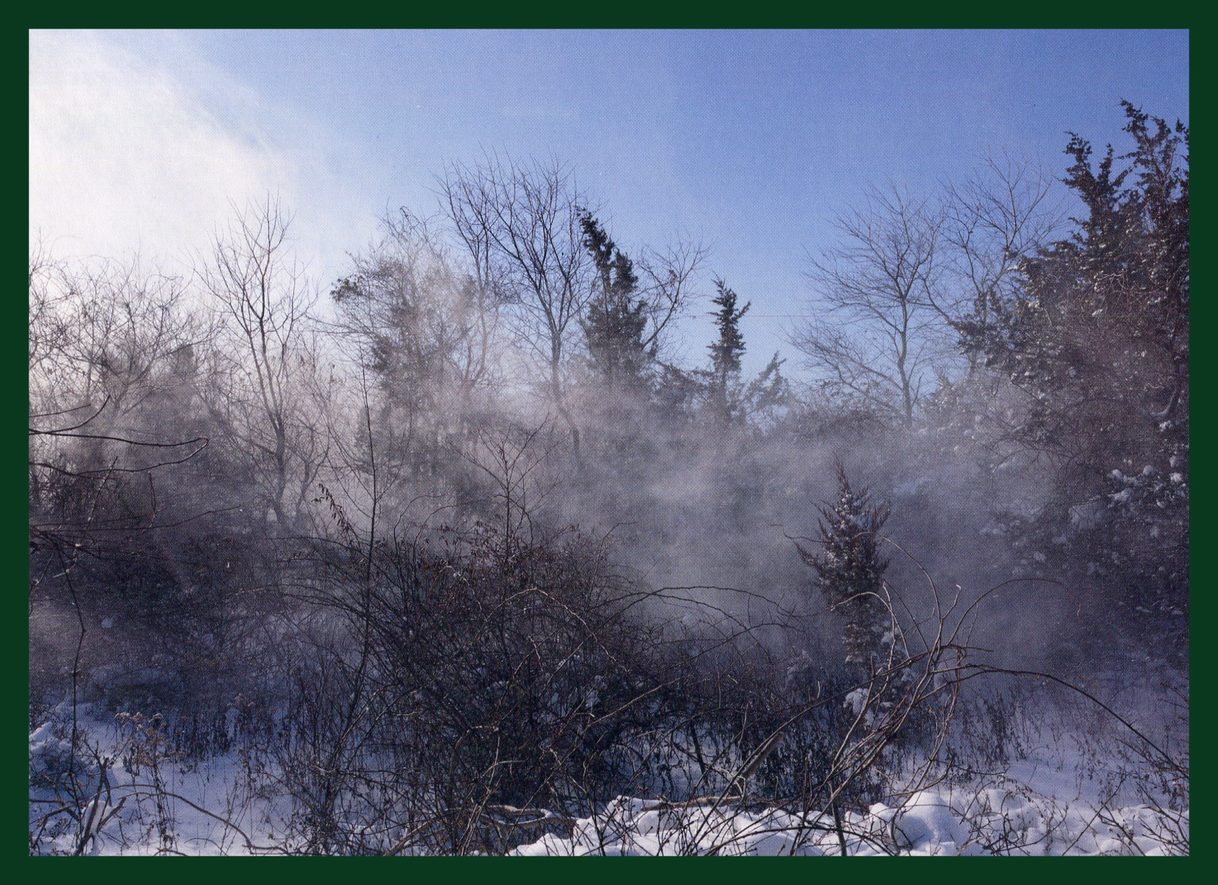 Brambles And Mist