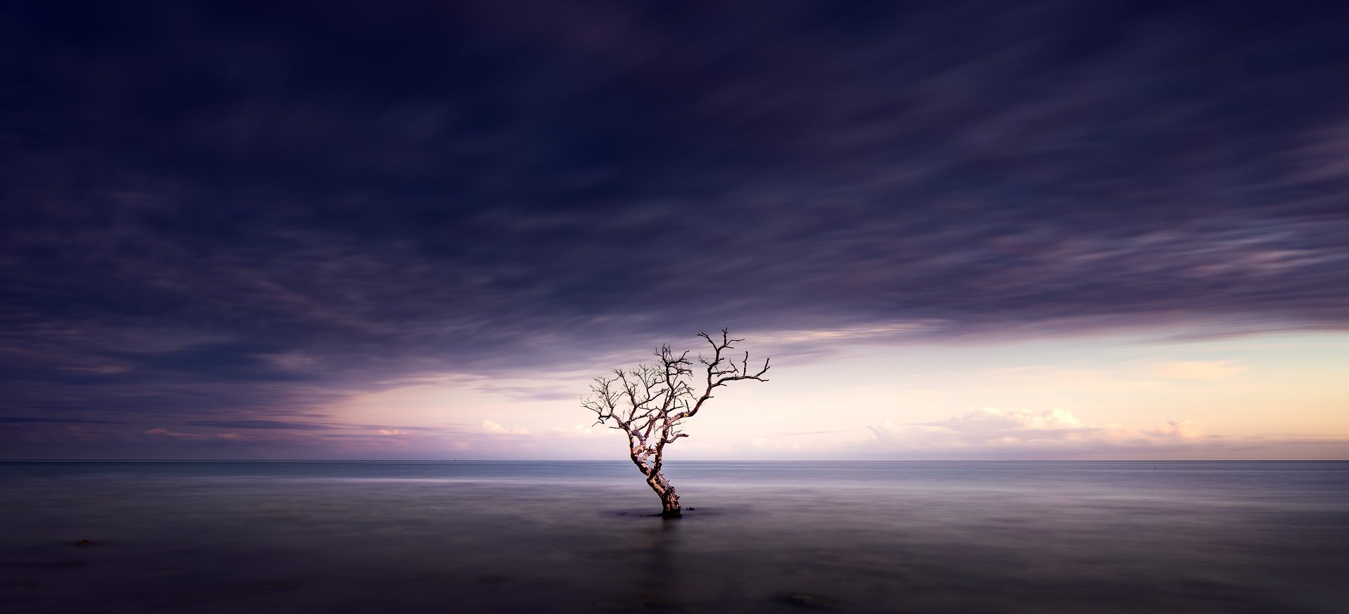 _DSF5486_Honda_tree_3s.jpg