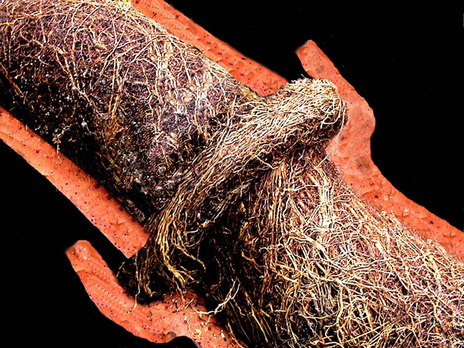  Tree roots commonly infiltrate clay sewer lines at joints 