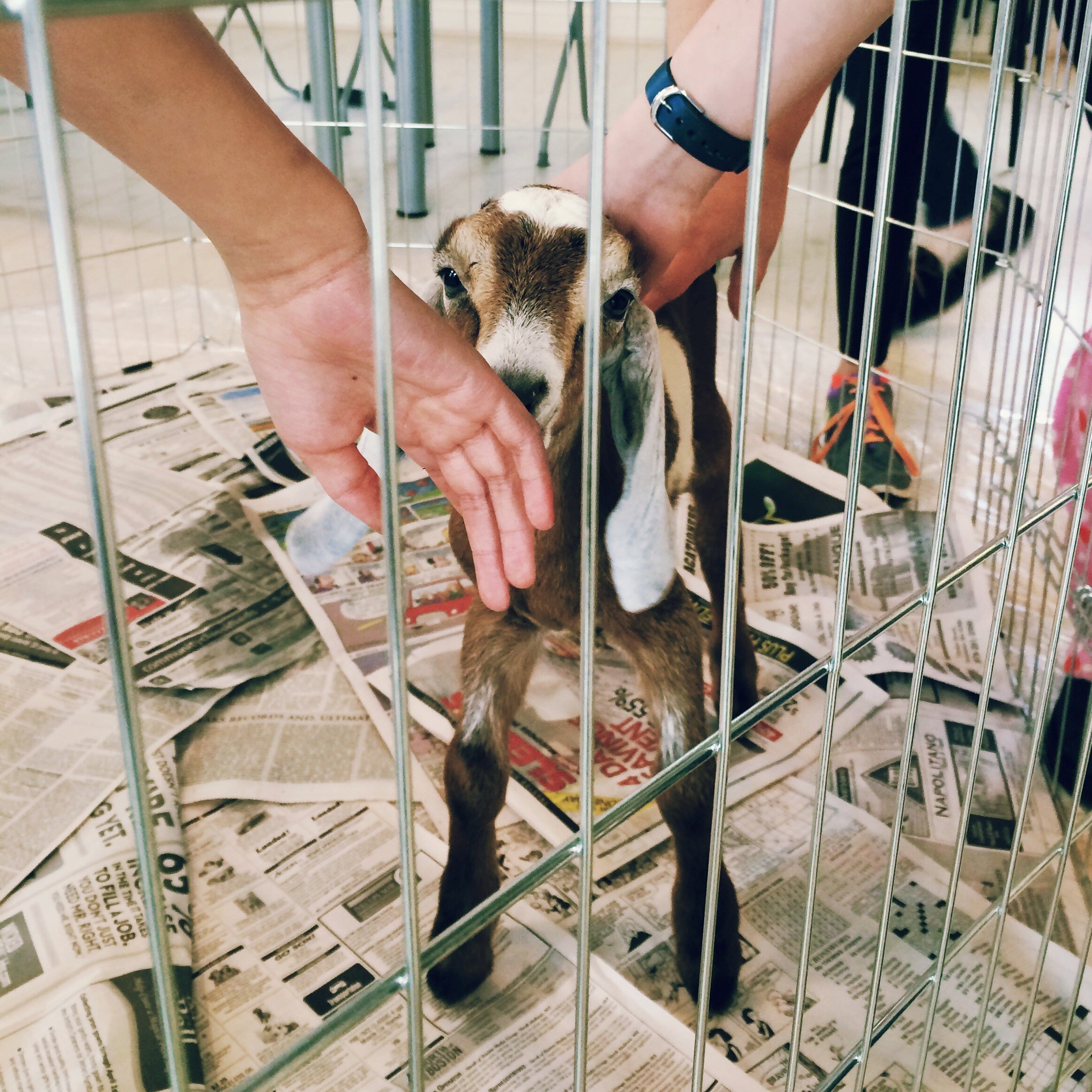 Goat+workshop+kids+hands+with+baby+goat.jpg