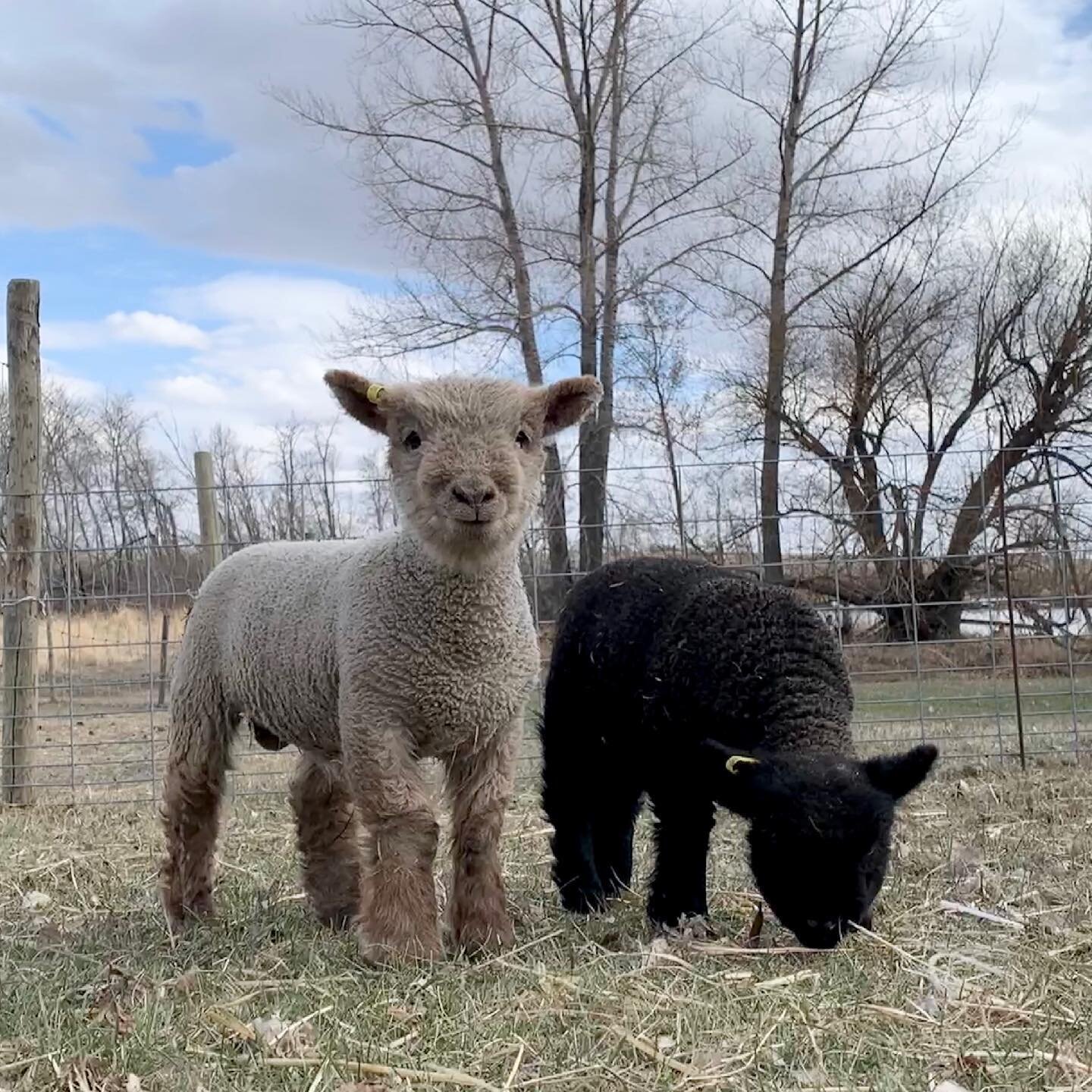 Meet Salt and Pepper! These twin boys were my first born this spring.  They are growing so darn fast.  They will be staying rams and will be going together to their new home this summer!  When a customer asks for rams, the lambs need to be carefully 